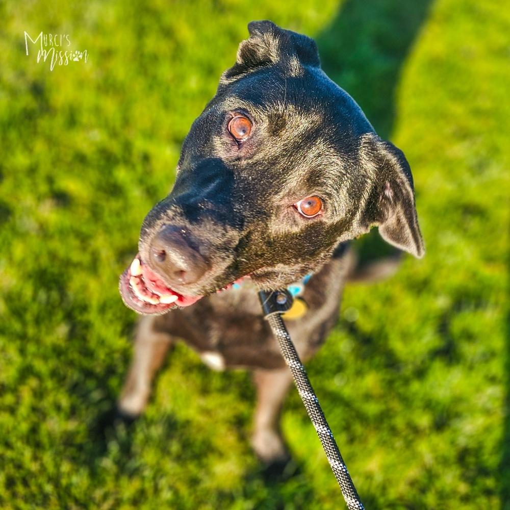 Enlarge Cheeseburger, a Adoptable mixed breed in Spokane , WA image 4/4