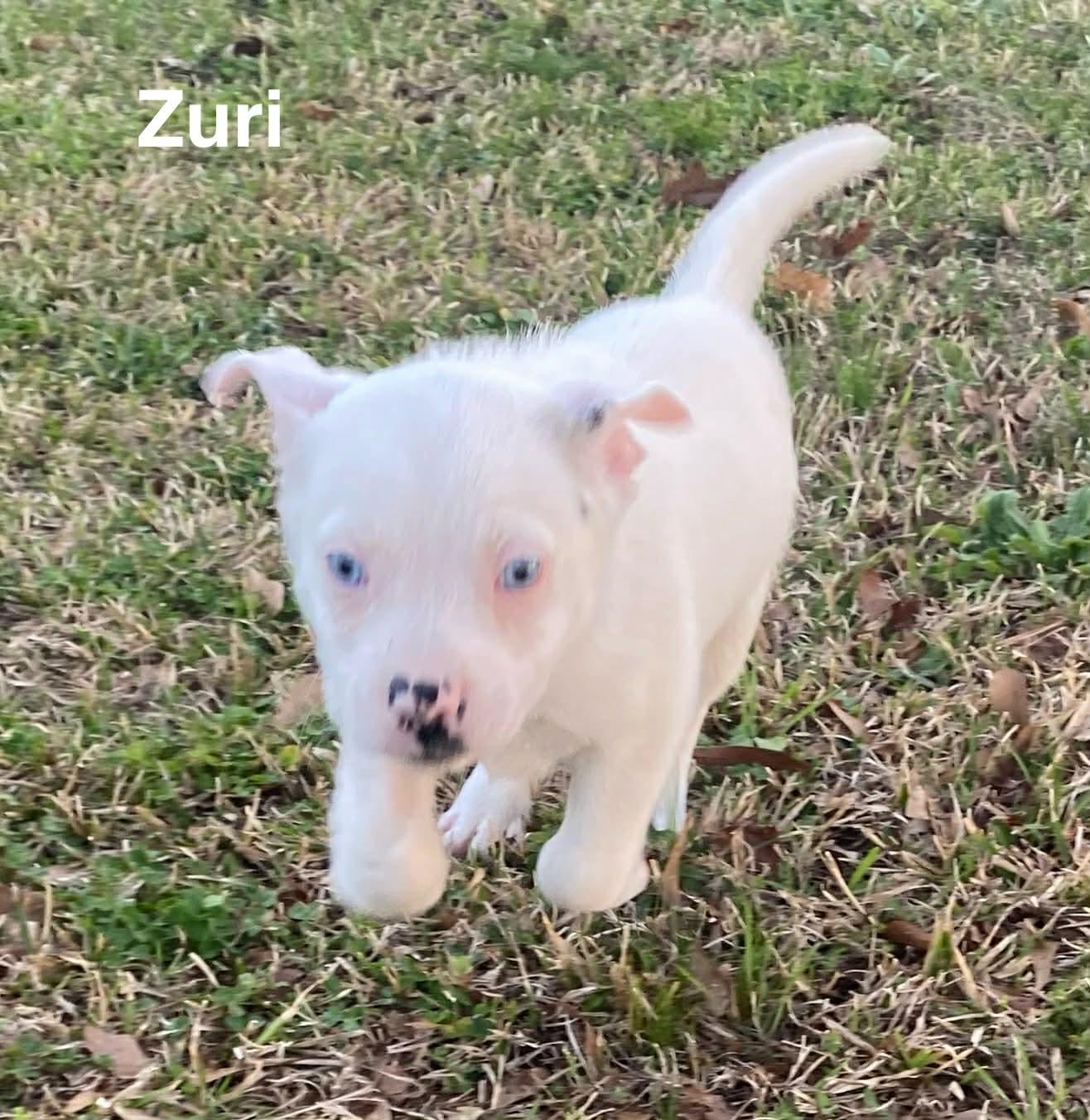 Zuri, Adoptable, Puppy Female Australian Shepherd.