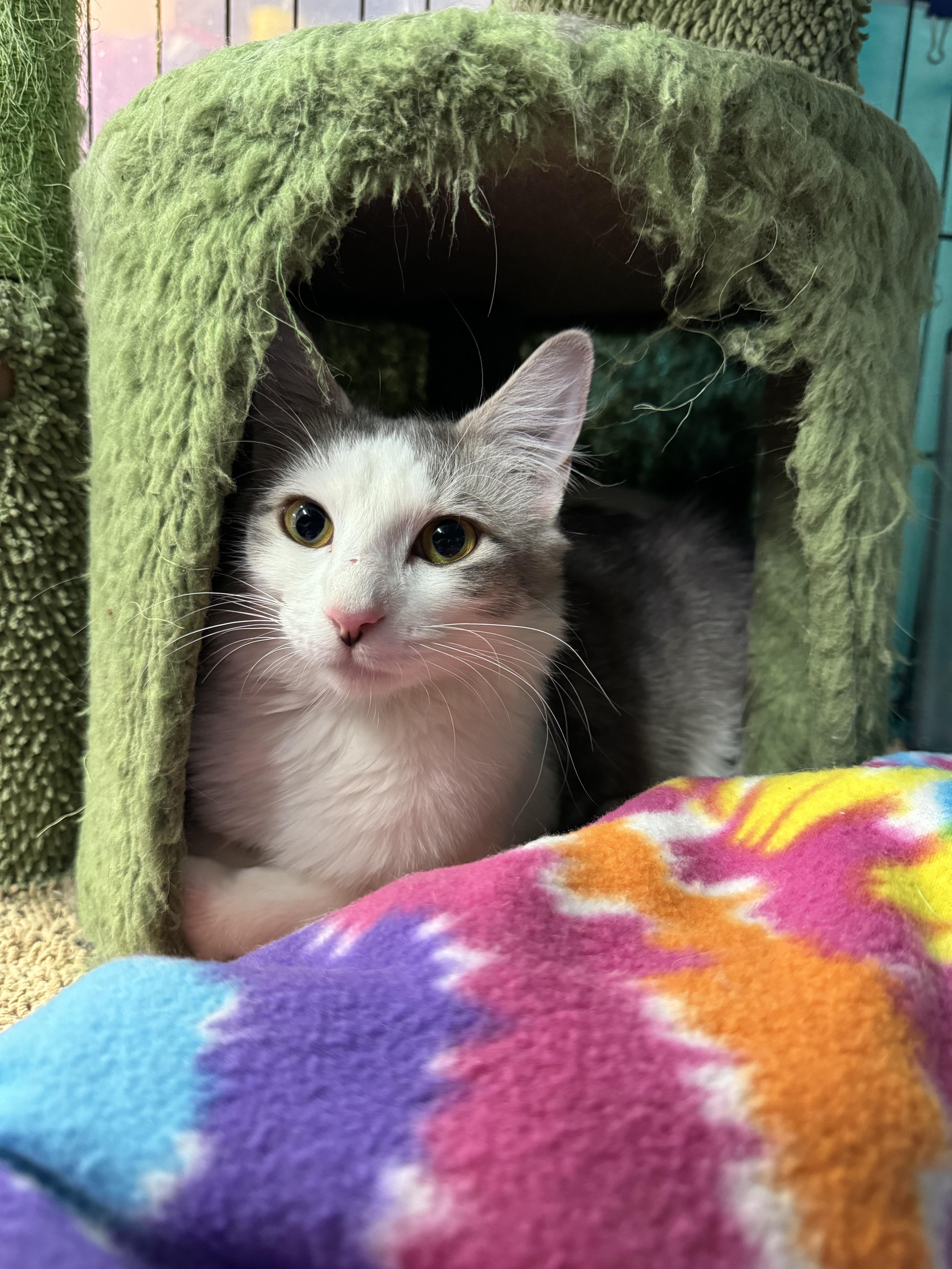 Skitty, Adoptable, Adult Female Domestic Short Hair.