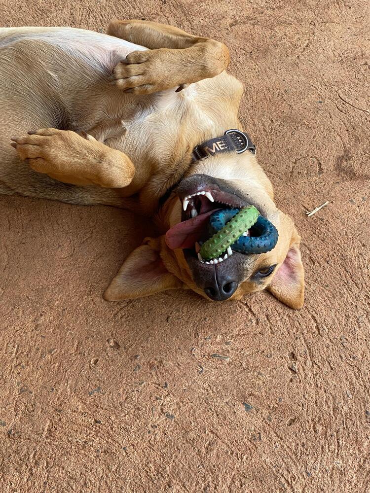 Raquel - Money Heist Litter, a Adoptable mixed breed in San Diego, CA image 1/6