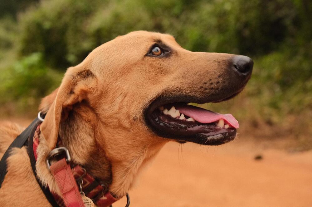 Raquel - Money Heist Litter, Adoptable, Puppy Female Mixed Breed.