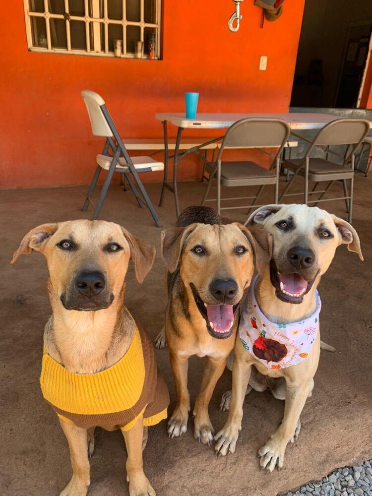 Raquel - Money Heist Litter, a Adoptable mixed breed in San Diego, CA image 2/6