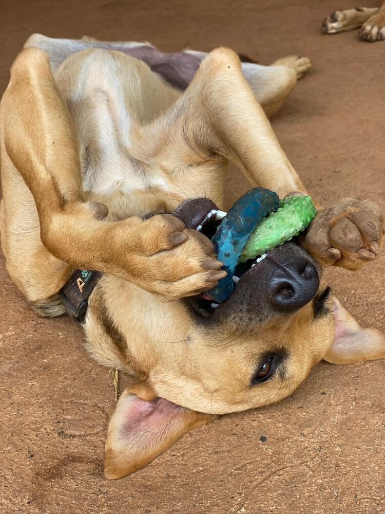 Raquel - Money Heist Litter, a Adoptable mixed breed in San Diego, CA image 5/6