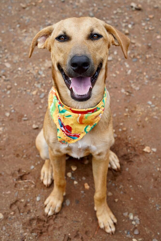 Raquel - Money Heist Litter, a Adoptable mixed breed in San Diego, CA image 6/6