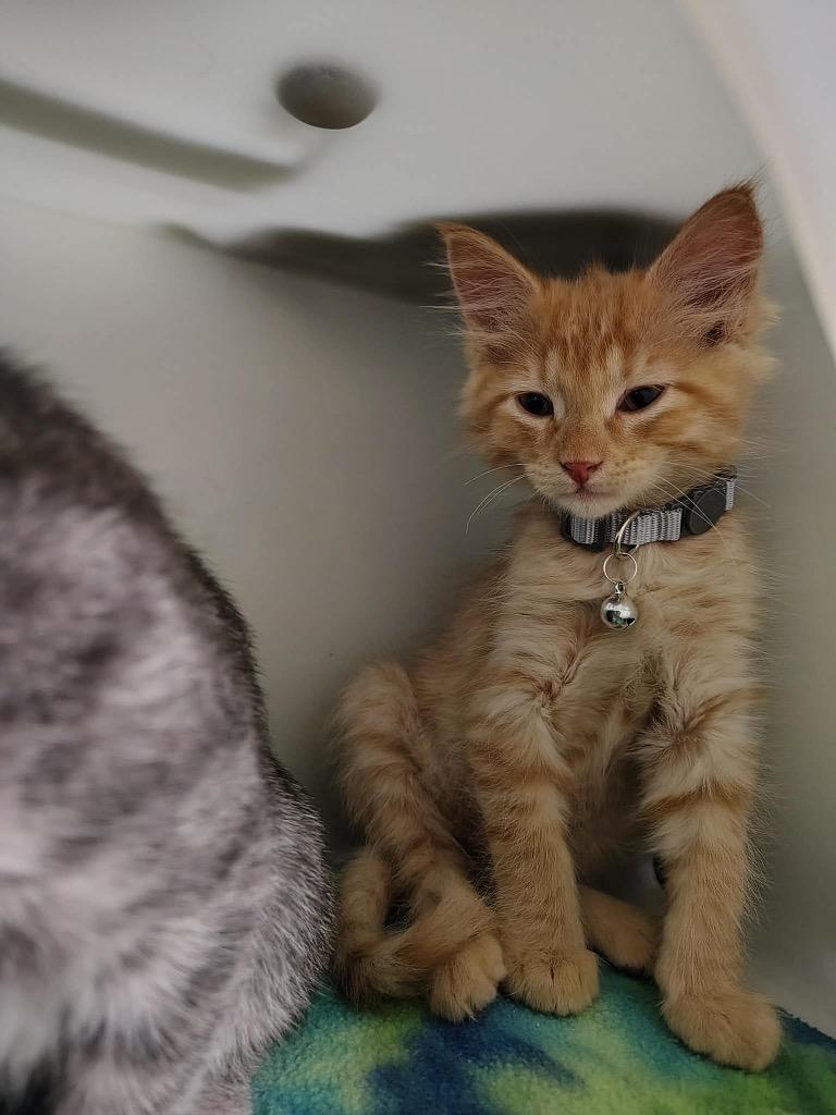 Naberius, Adoptable, Kitten Male Domestic Short Hair.