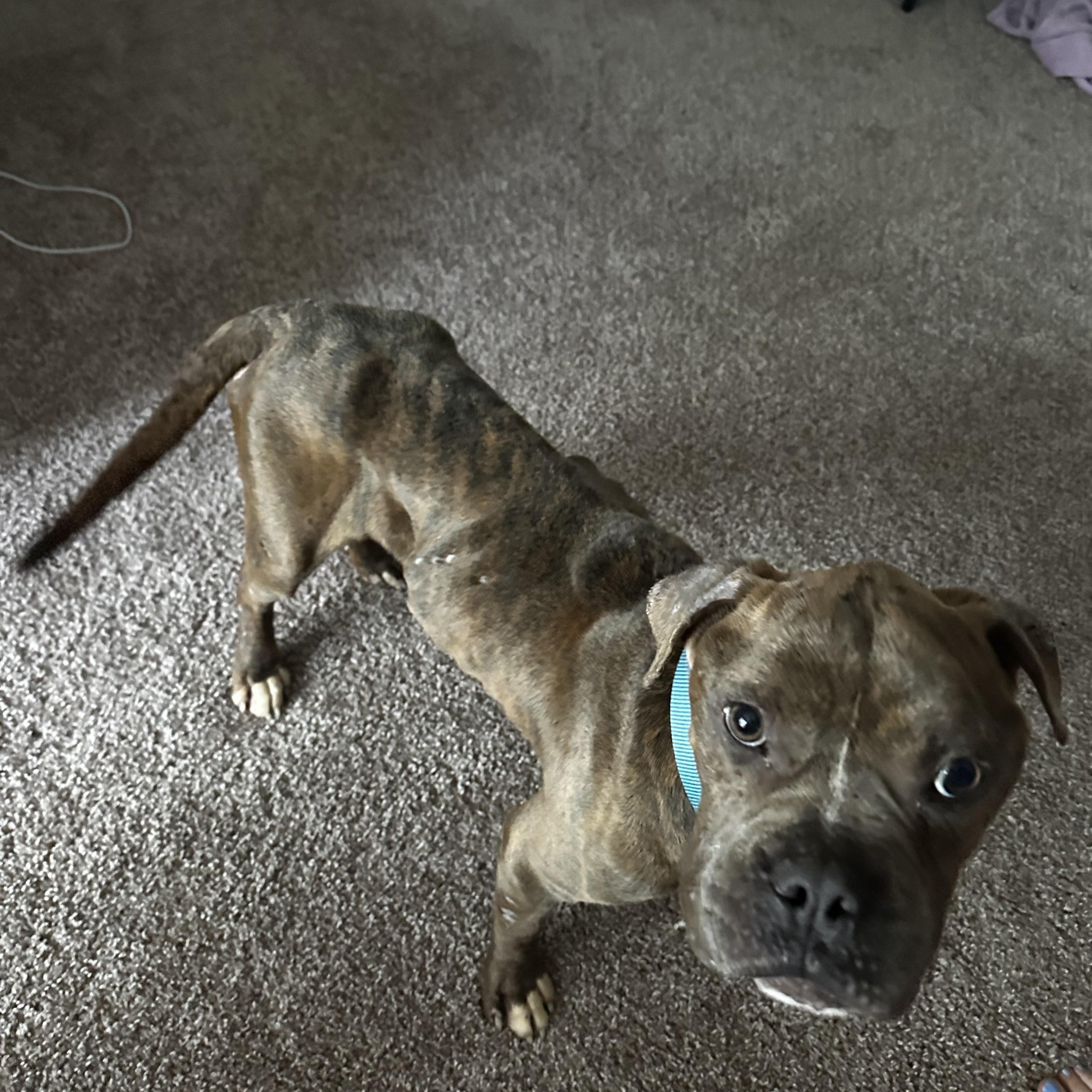 Remi