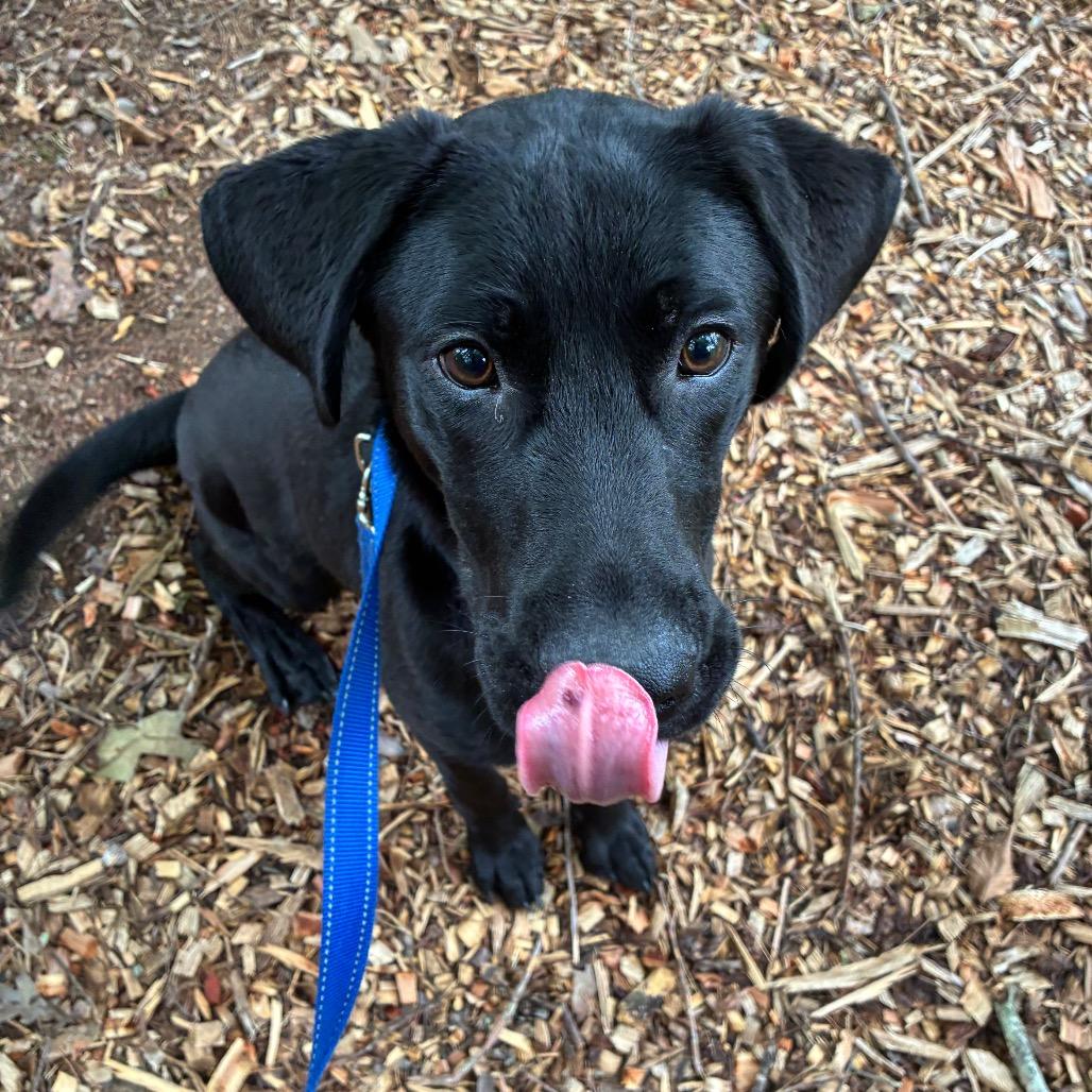 Zeke, Adoptable, Young Male Black Labrador Retriever & Shepherd.