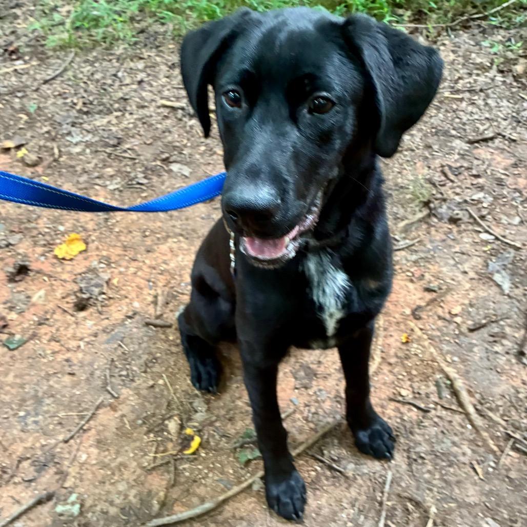 Enlarge Zeke, a Adoptable mixed breed in Troy, VA image 2/3