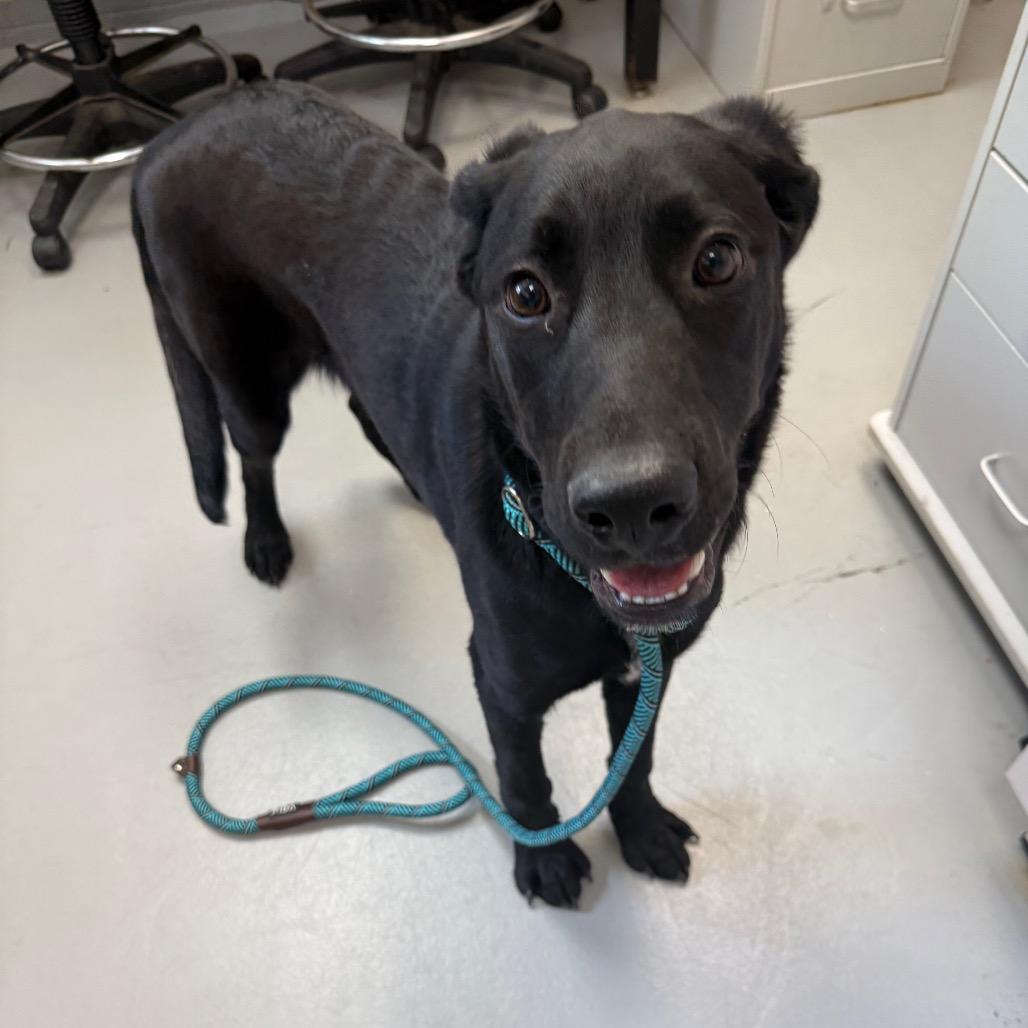 Enlarge Zeke, a Adoptable mixed breed in Troy, VA image 3/3