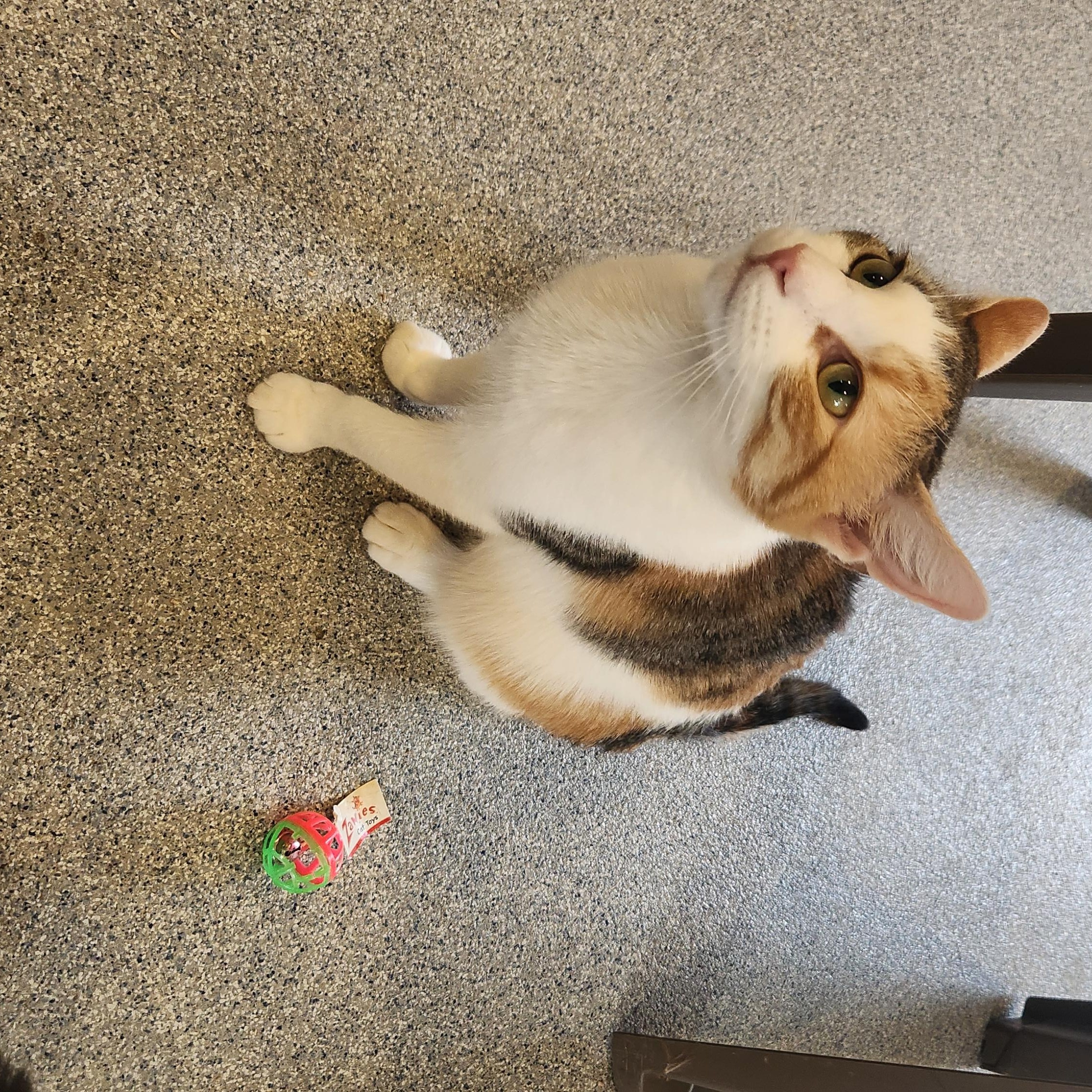 Enlarge Casserole, a ADOPTABLE Calico in Clifton, NJ image 2/3