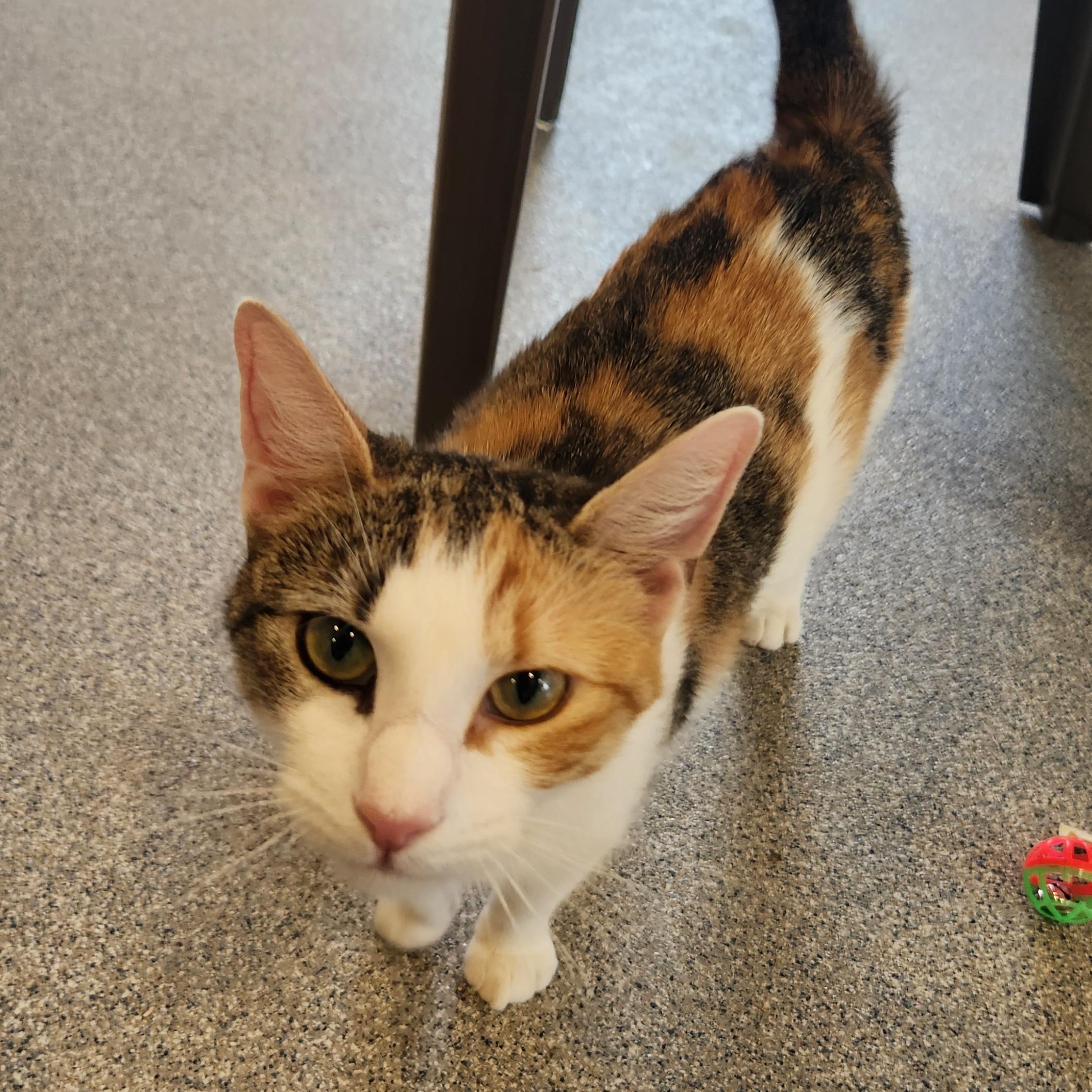 Casserole, ADOPTABLE, Young Female Calico.
