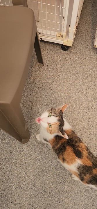 Enlarge Casserole, a ADOPTABLE Calico in Clifton, NJ video 3/3