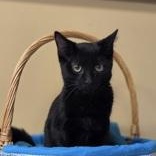 Eddie, an adoptable Domestic Short Hair in Park Rapids, MN, 56470 | Photo Image 1