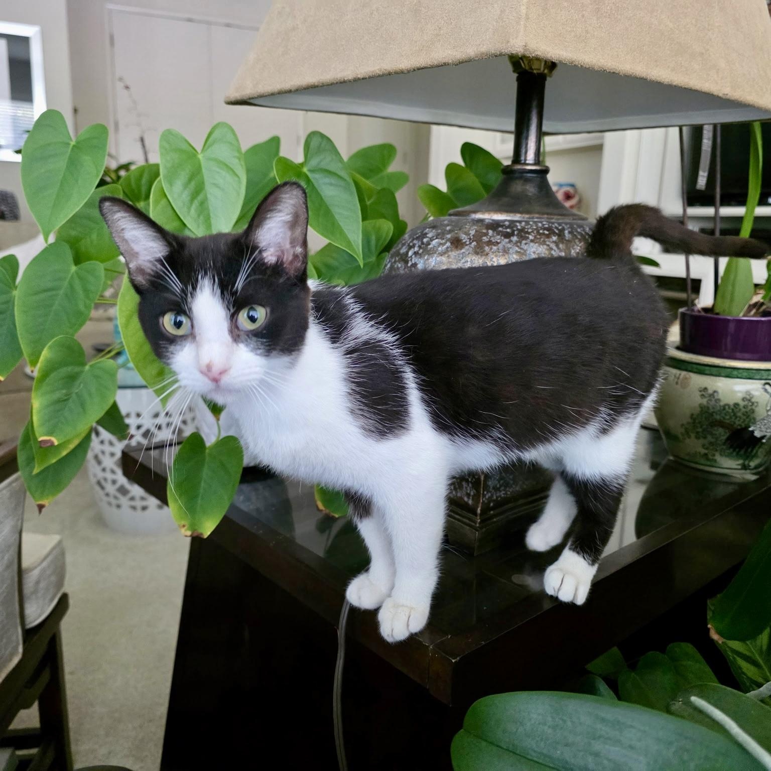 Enlarge Sushi, a Adoptable mixed breed in Sacramento, CA image 2/6