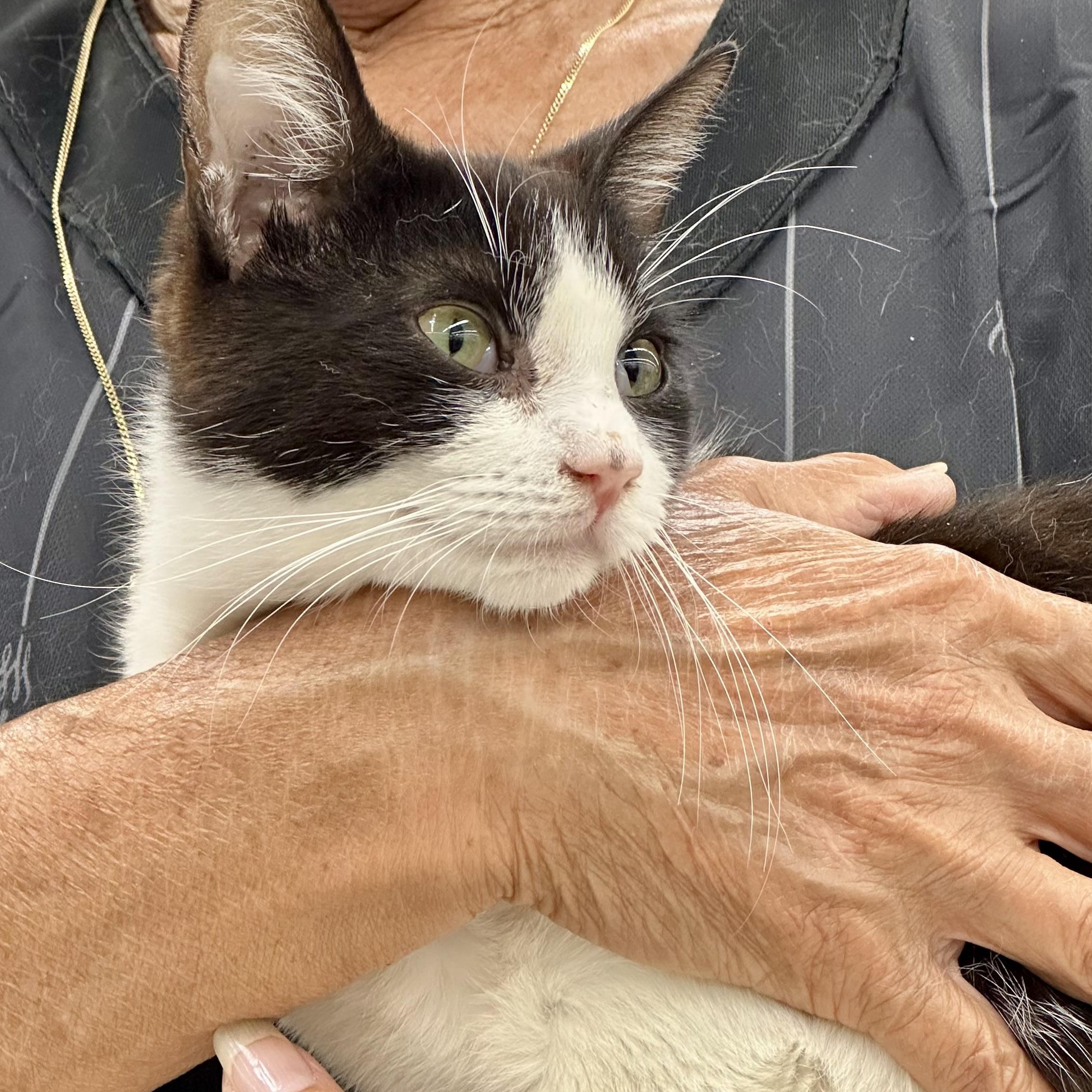 Enlarge Sushi, a Adoptable mixed breed in Sacramento, CA image 3/6