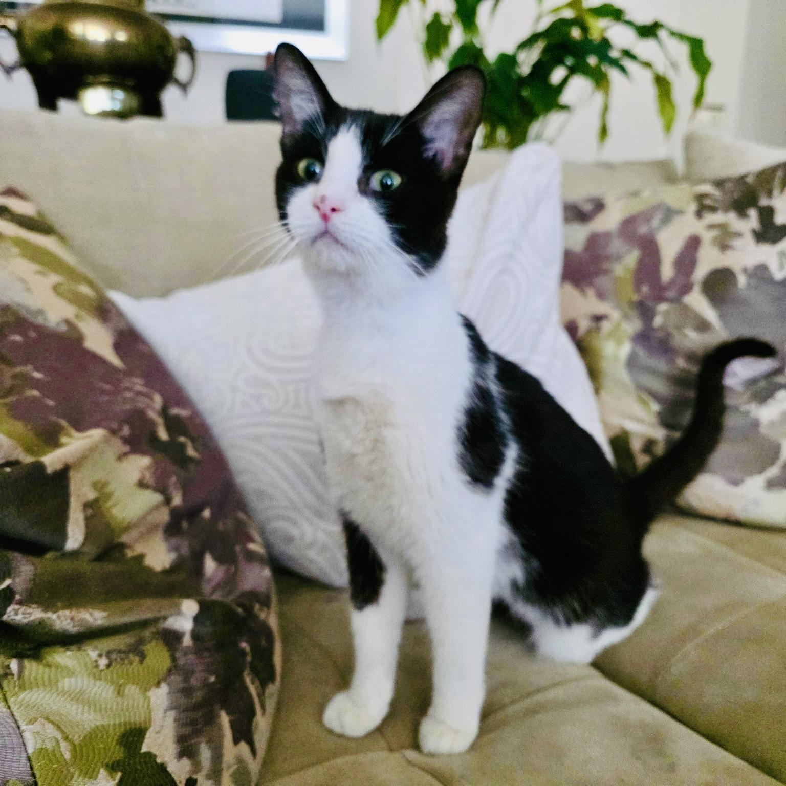 Enlarge Sushi, a Adoptable mixed breed in Sacramento, CA image 1/6