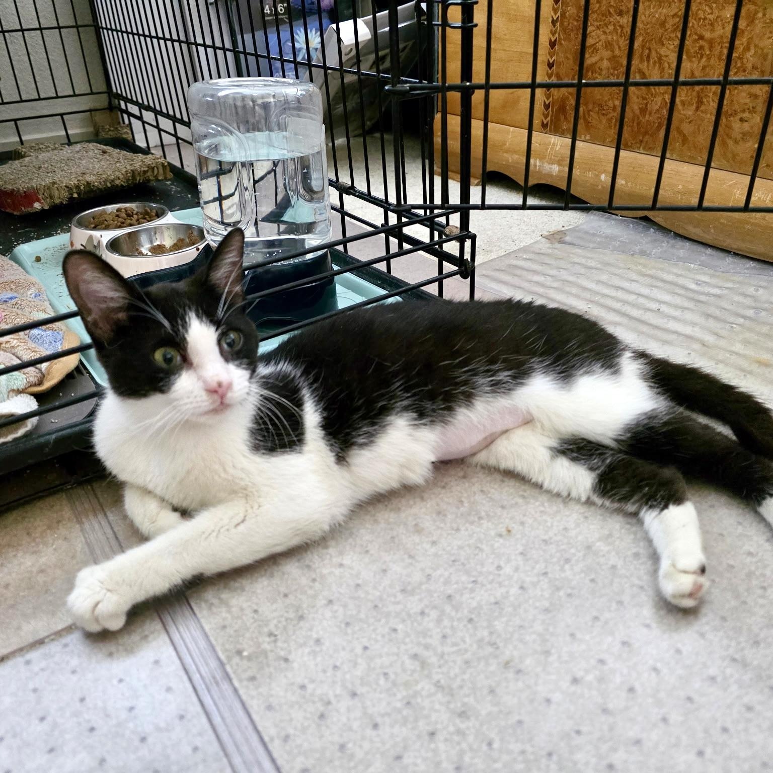 Enlarge Sushi, a Adoptable mixed breed in Sacramento, CA image 4/6