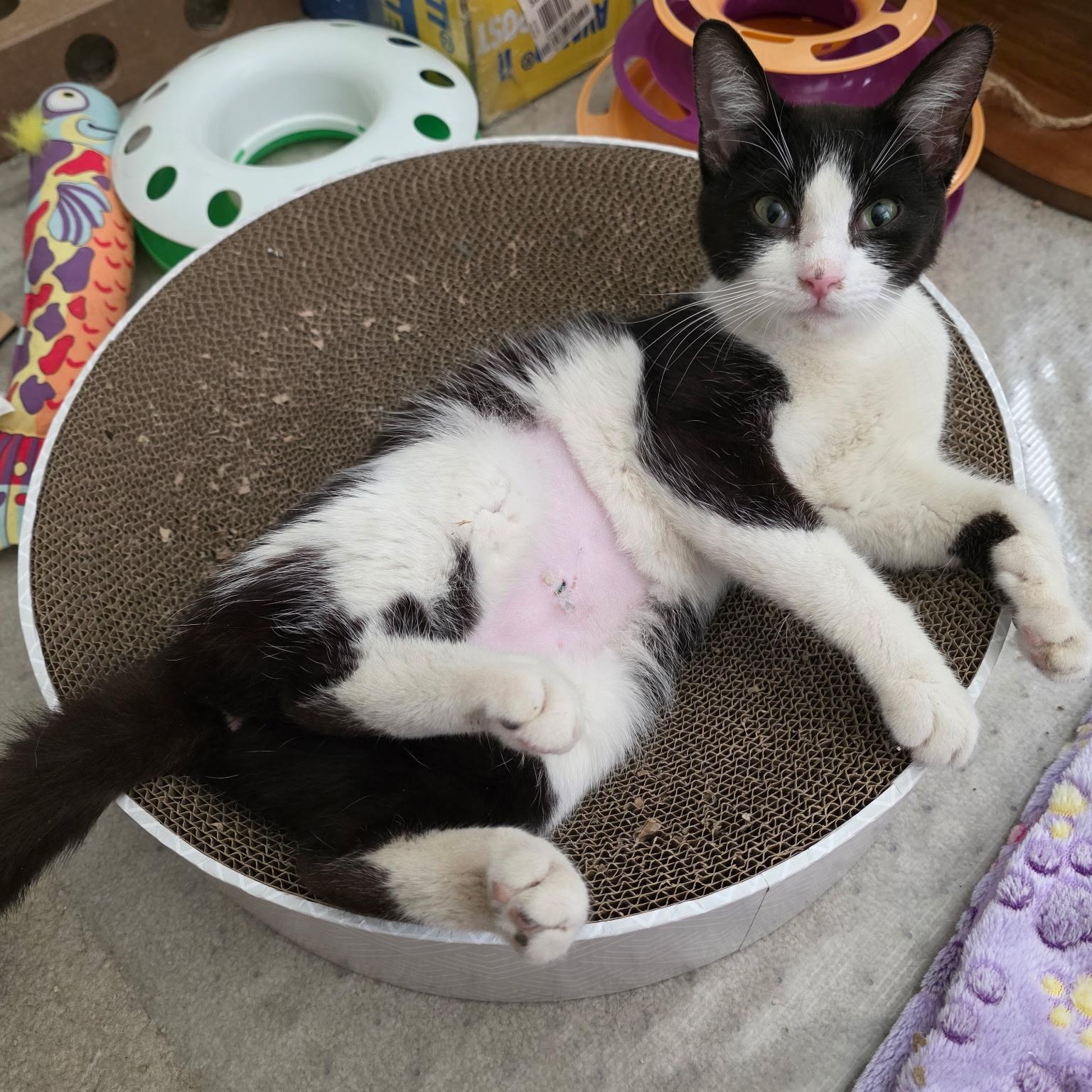 Enlarge Sushi, a Adoptable mixed breed in Sacramento, CA image 5/6