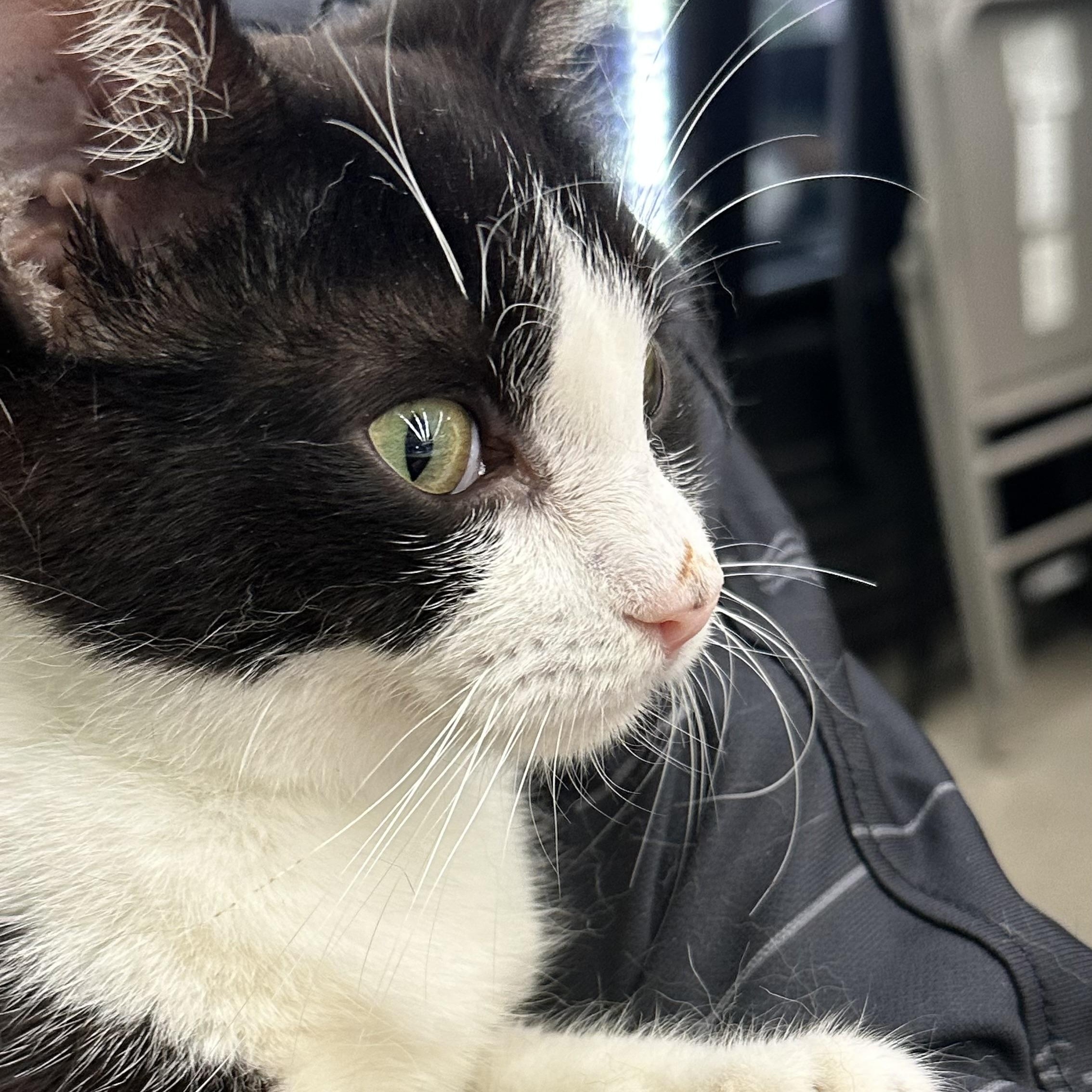 Enlarge Sushi, a Adoptable mixed breed in Sacramento, CA image 6/6