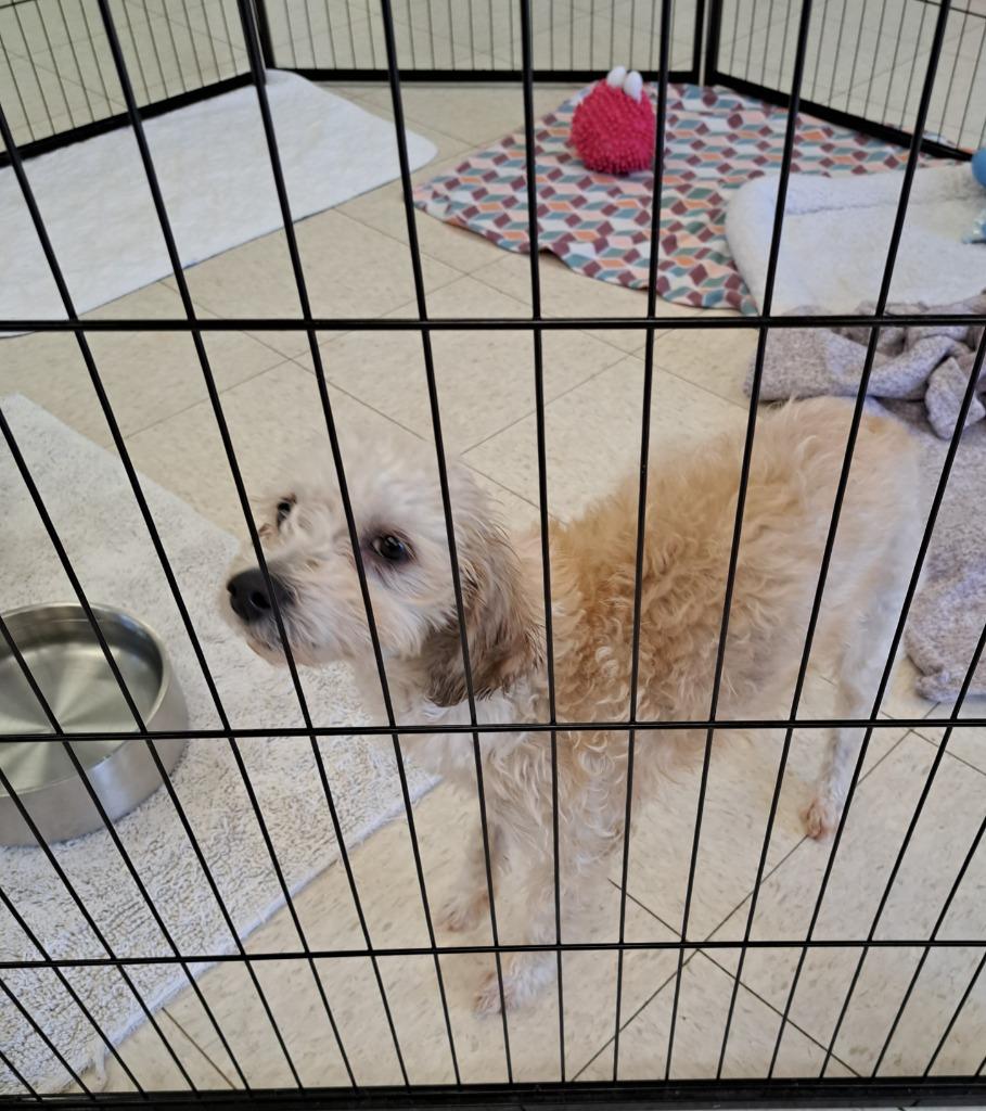 DELILAH, Adoptable, Adult Female Maltese & Poodle.