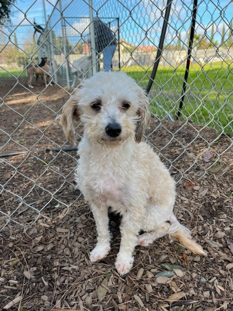 Enlarge DELILAH, a Adoptable mixed breed in Lemoore, CA image 2/3