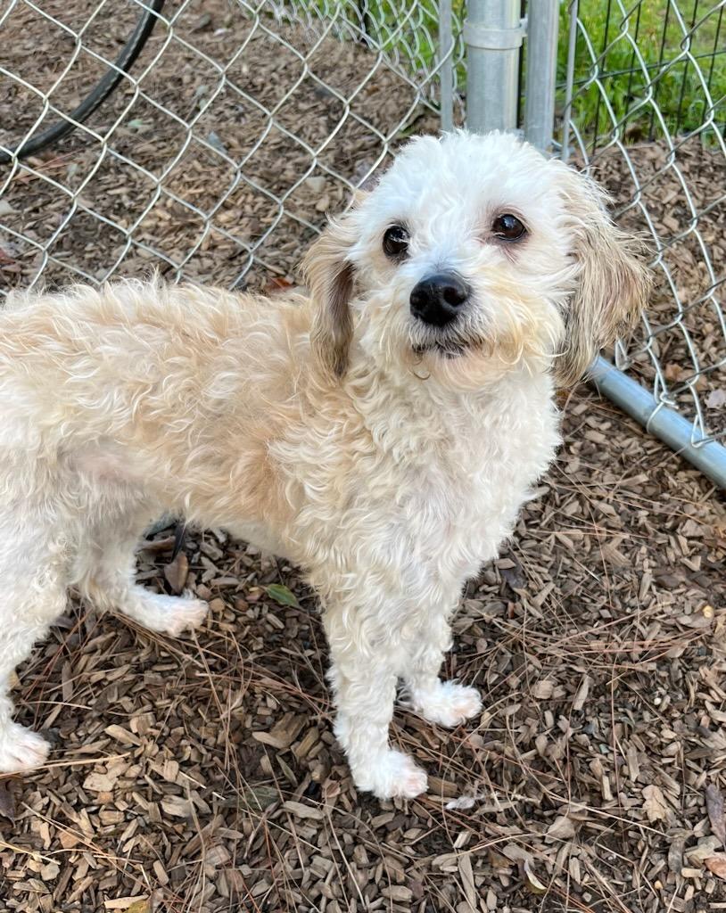 Enlarge DELILAH, a Adoptable mixed breed in Lemoore, CA image 3/3