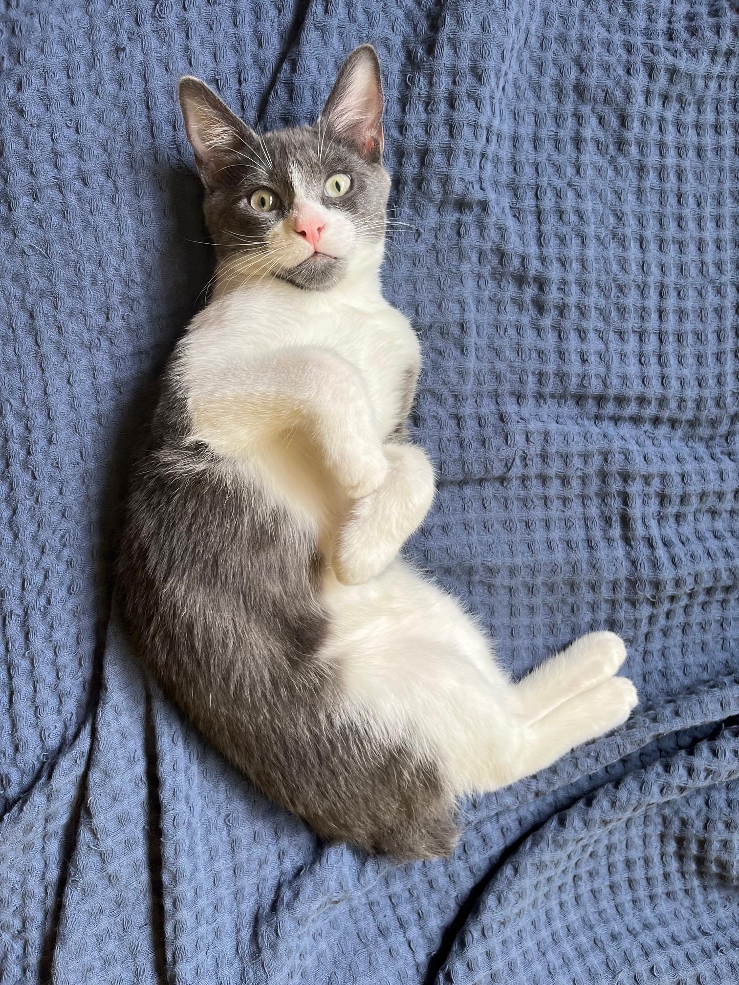 Forrest Bravermountain