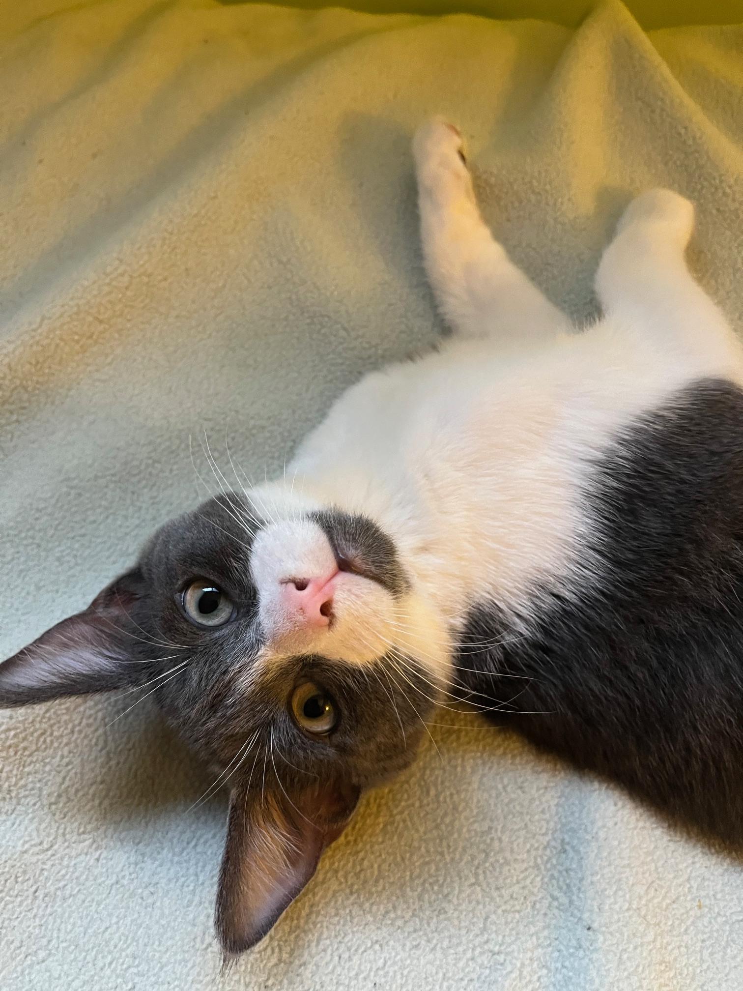 Forrest Bravermountain