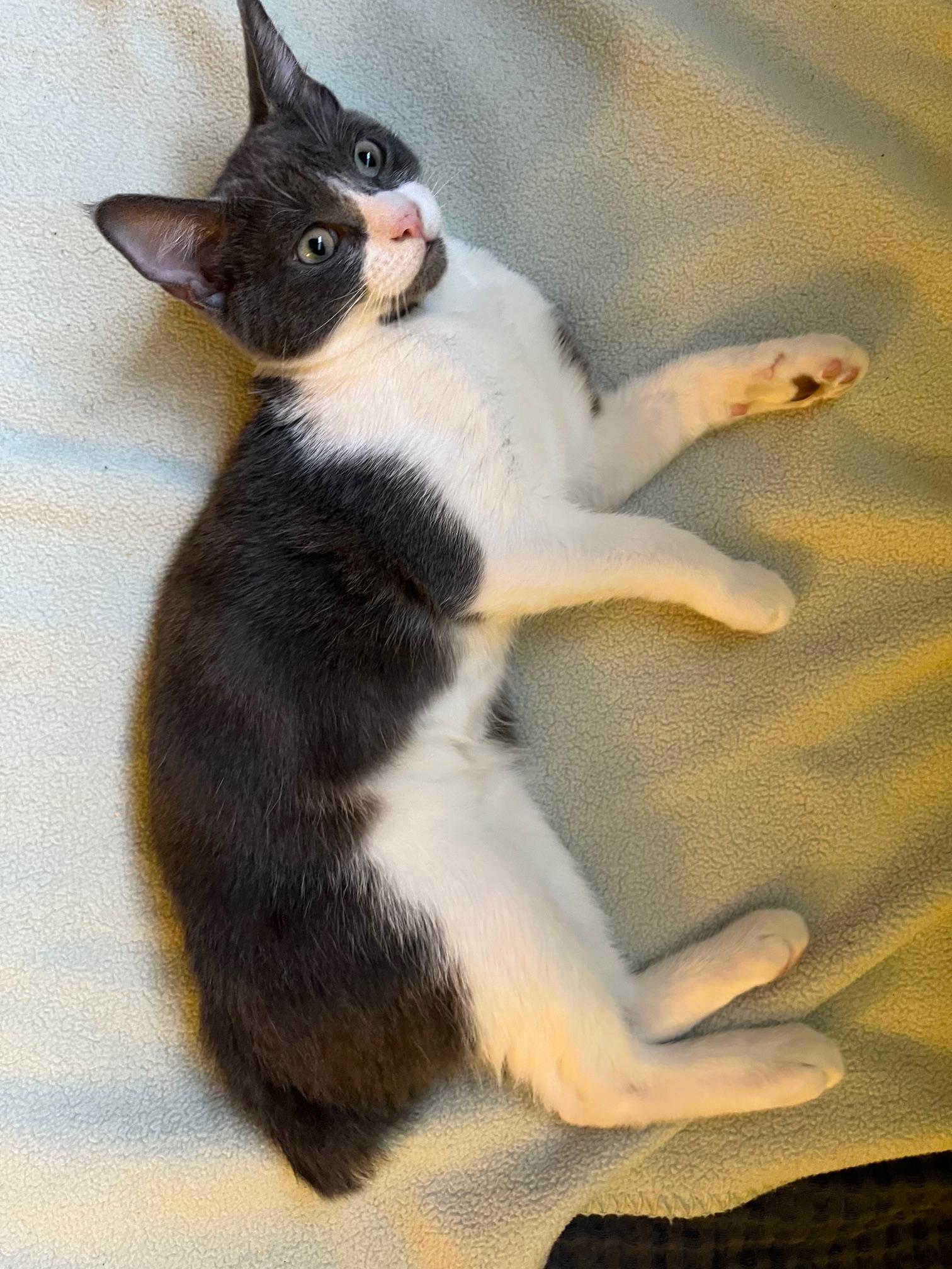 Forrest Bravermountain