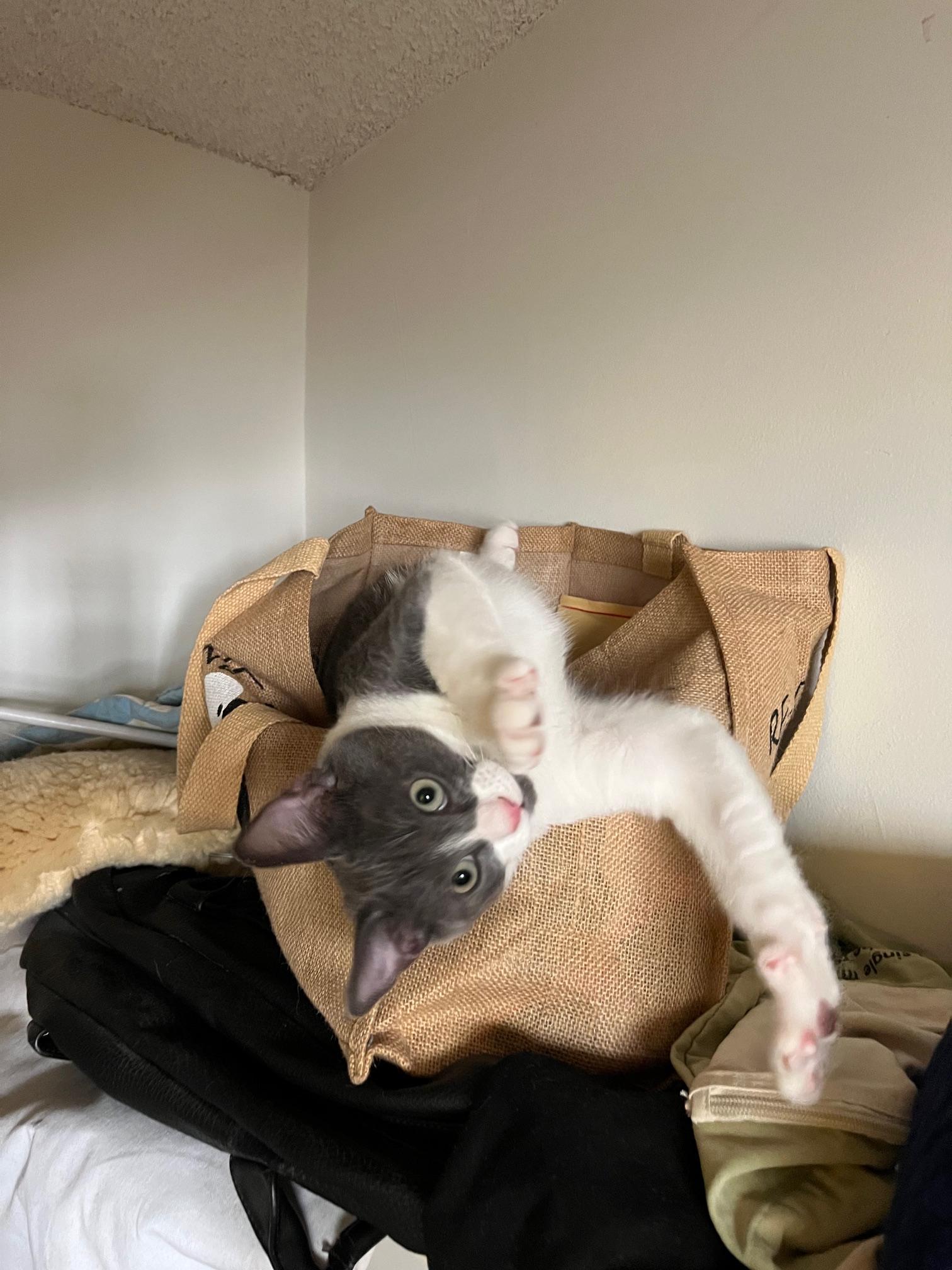 Forrest Bravermountain