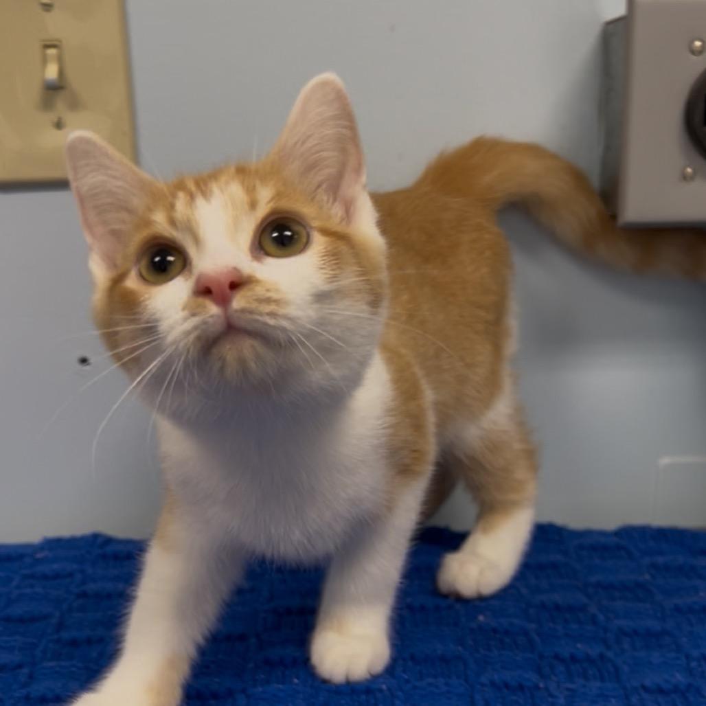 Pilot, Adoptable, Young Male Domestic Short Hair.