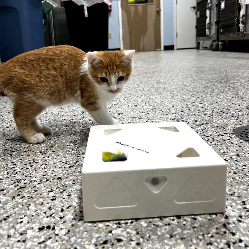 Pilot, a Adoptable mixed breed in Winchester, TN image 2/5