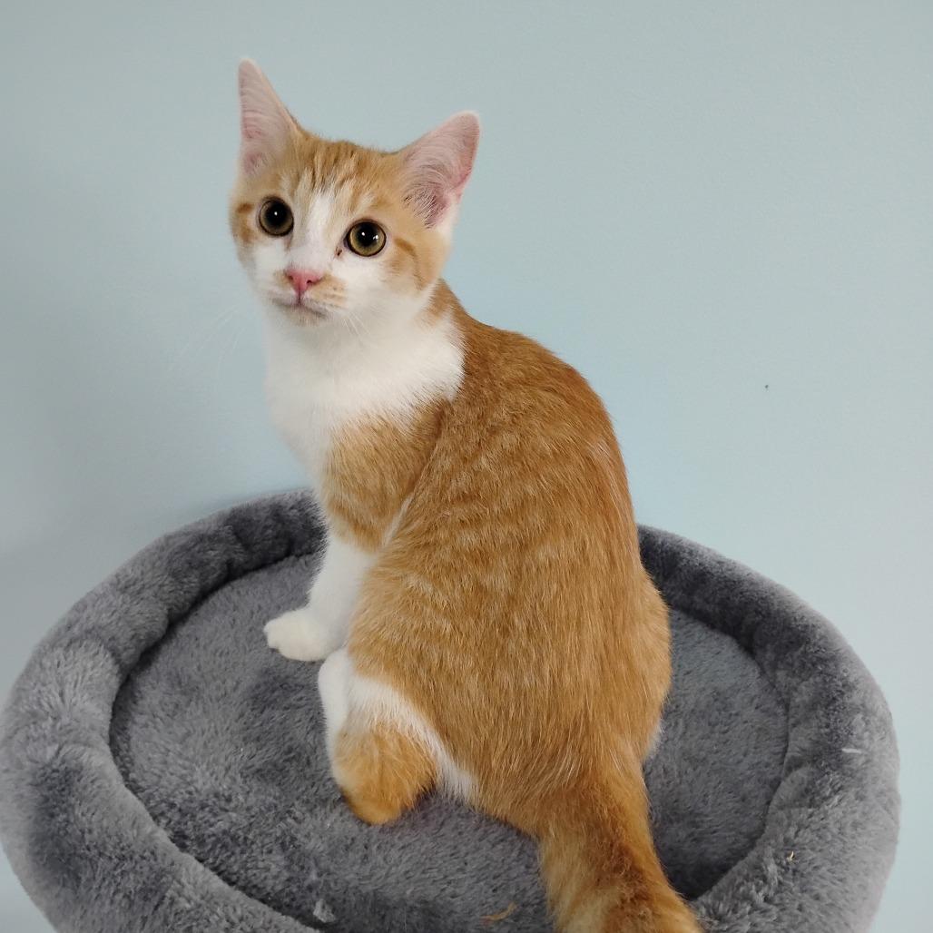 Pilot, a Adoptable mixed breed in Winchester, TN image 3/5