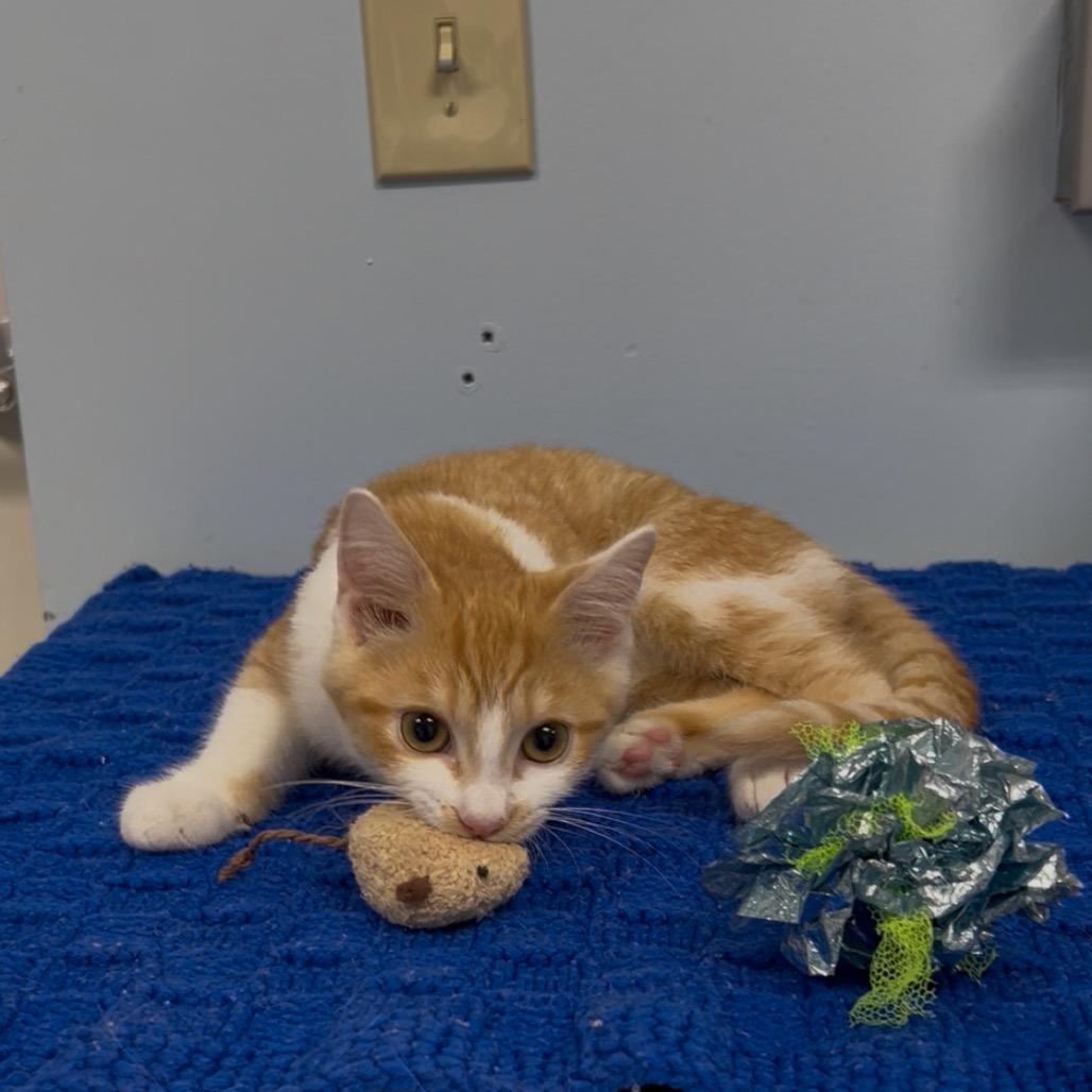 Pilot, a Adoptable mixed breed in Winchester, TN image 4/5