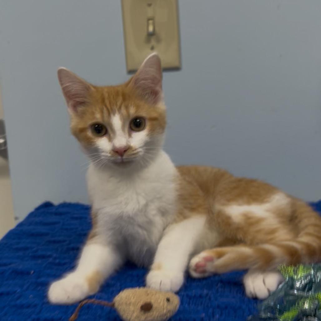 Pilot, a Adoptable mixed breed in Winchester, TN image 5/5