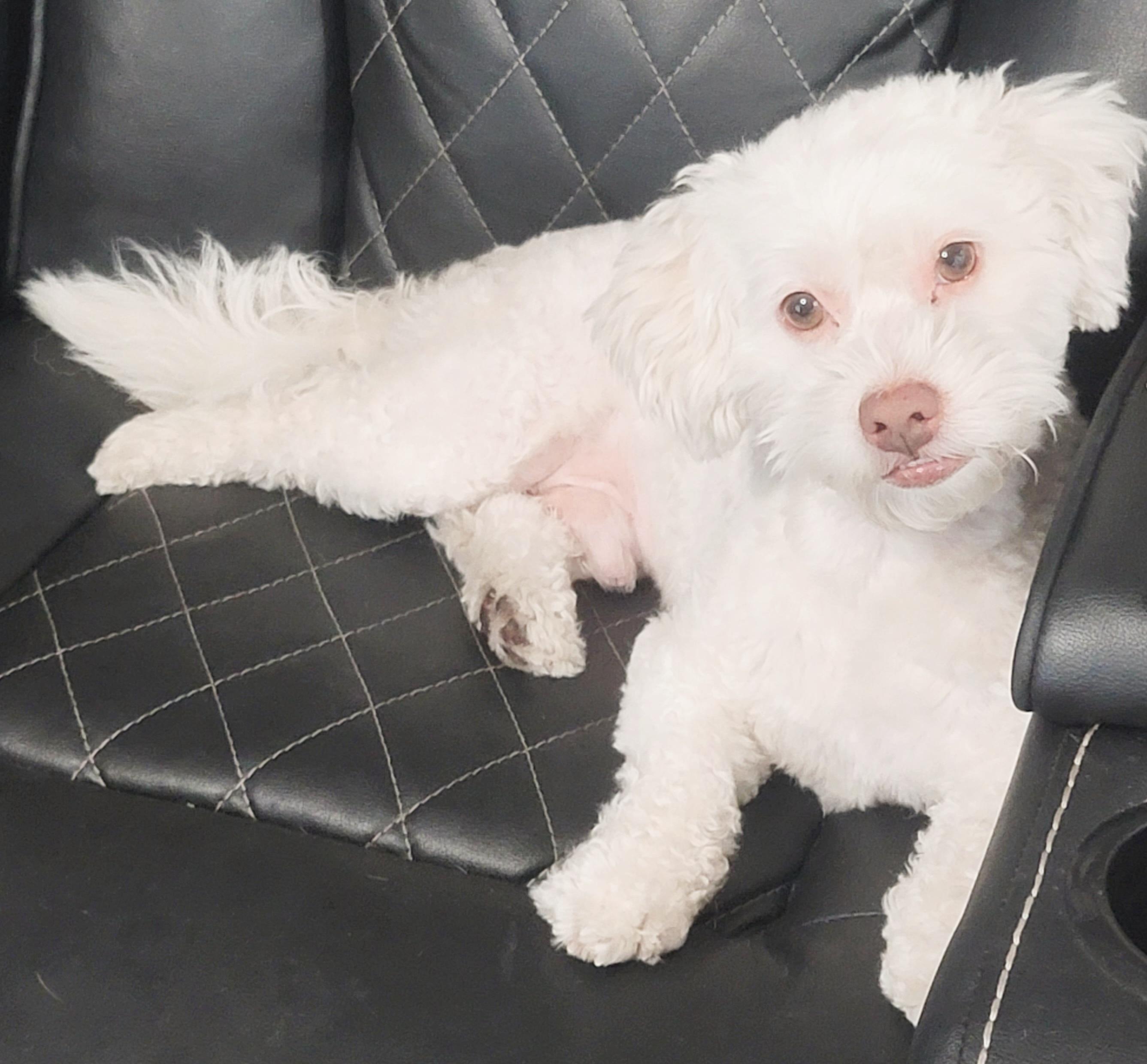 Ollie (I love playing fetch!)