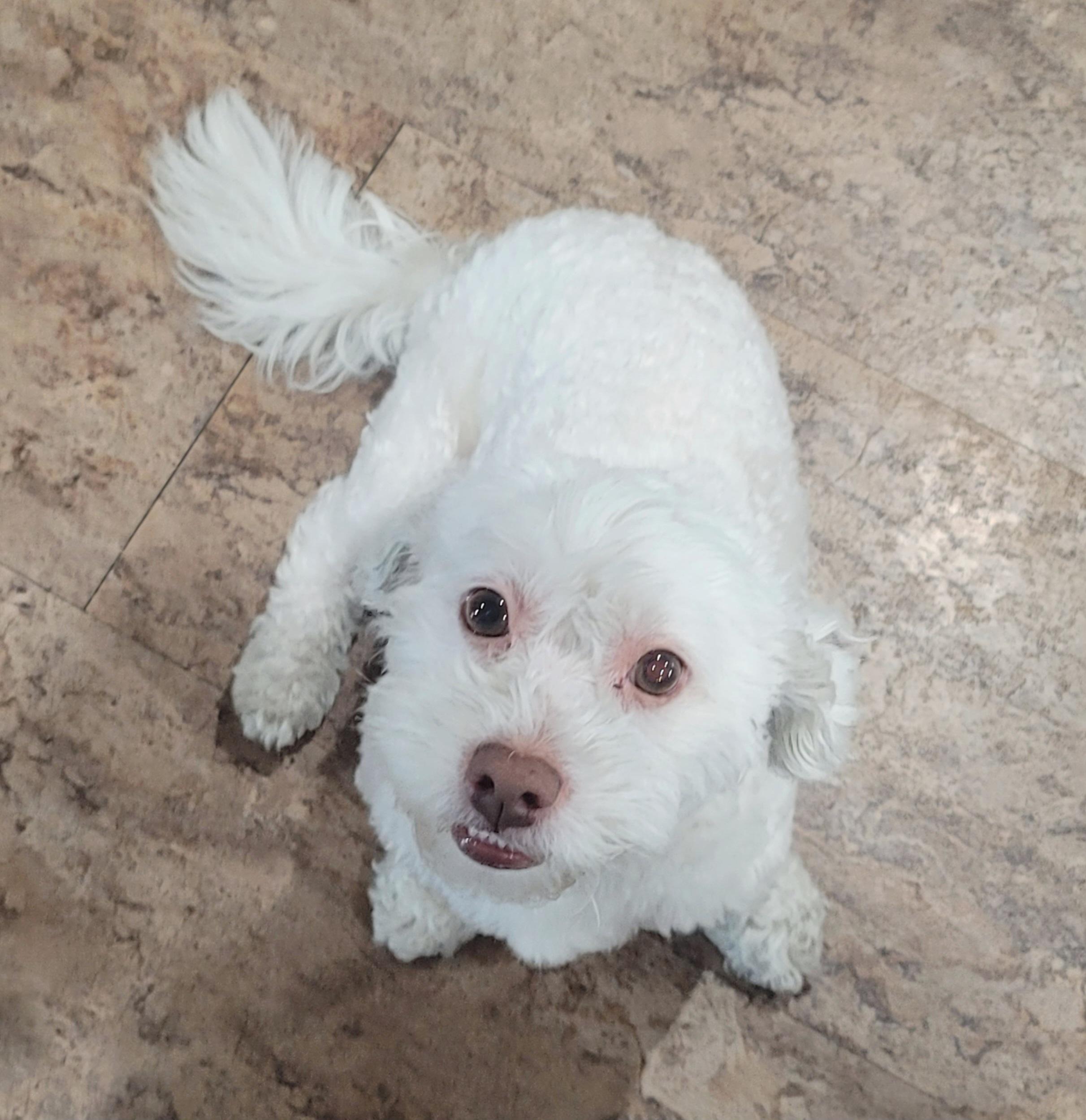 Ollie (I love playing fetch!)