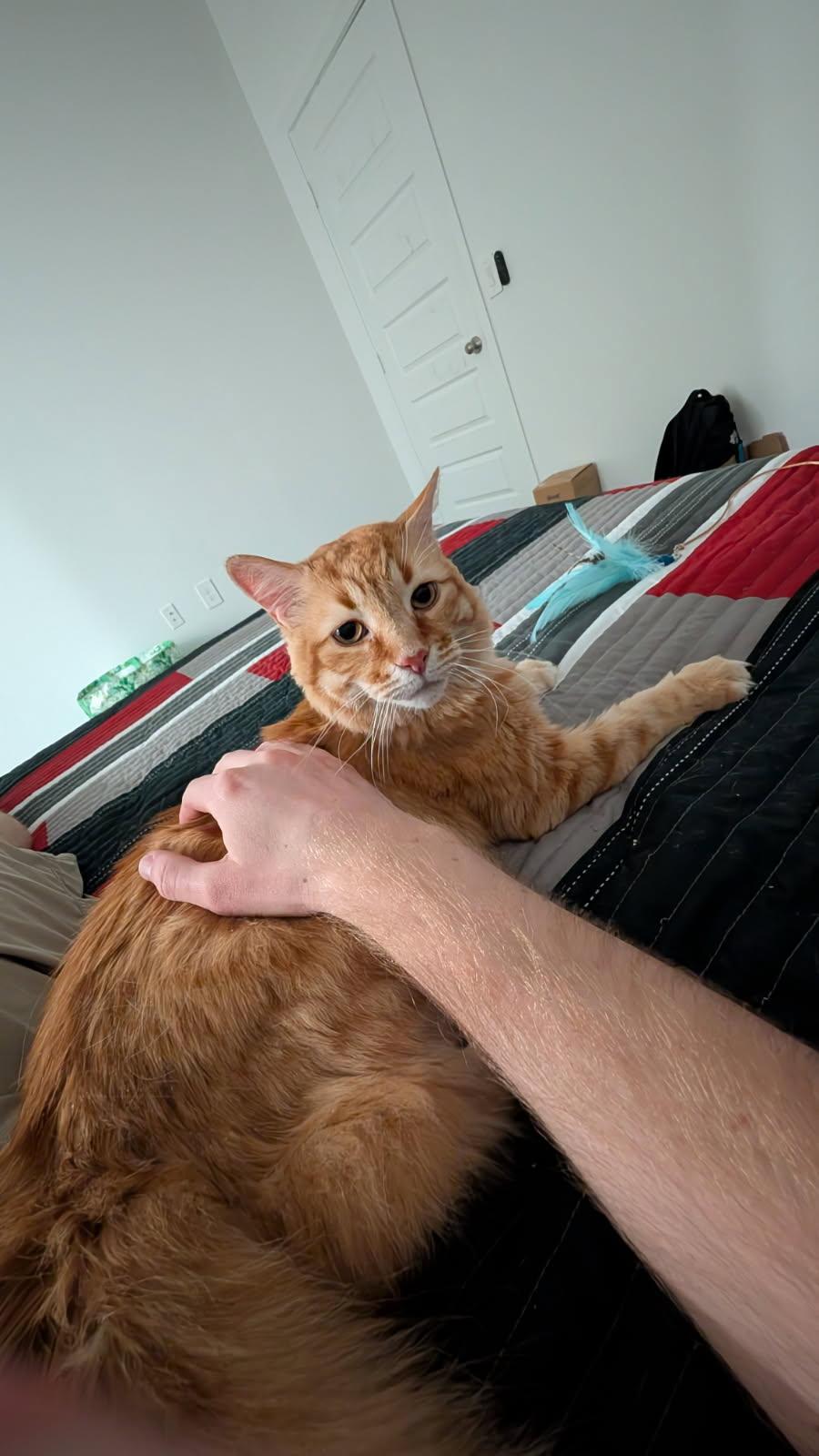 Enlarge Jake, a ADOPTABLE mixed breed in queen creek, AZ image 3/4