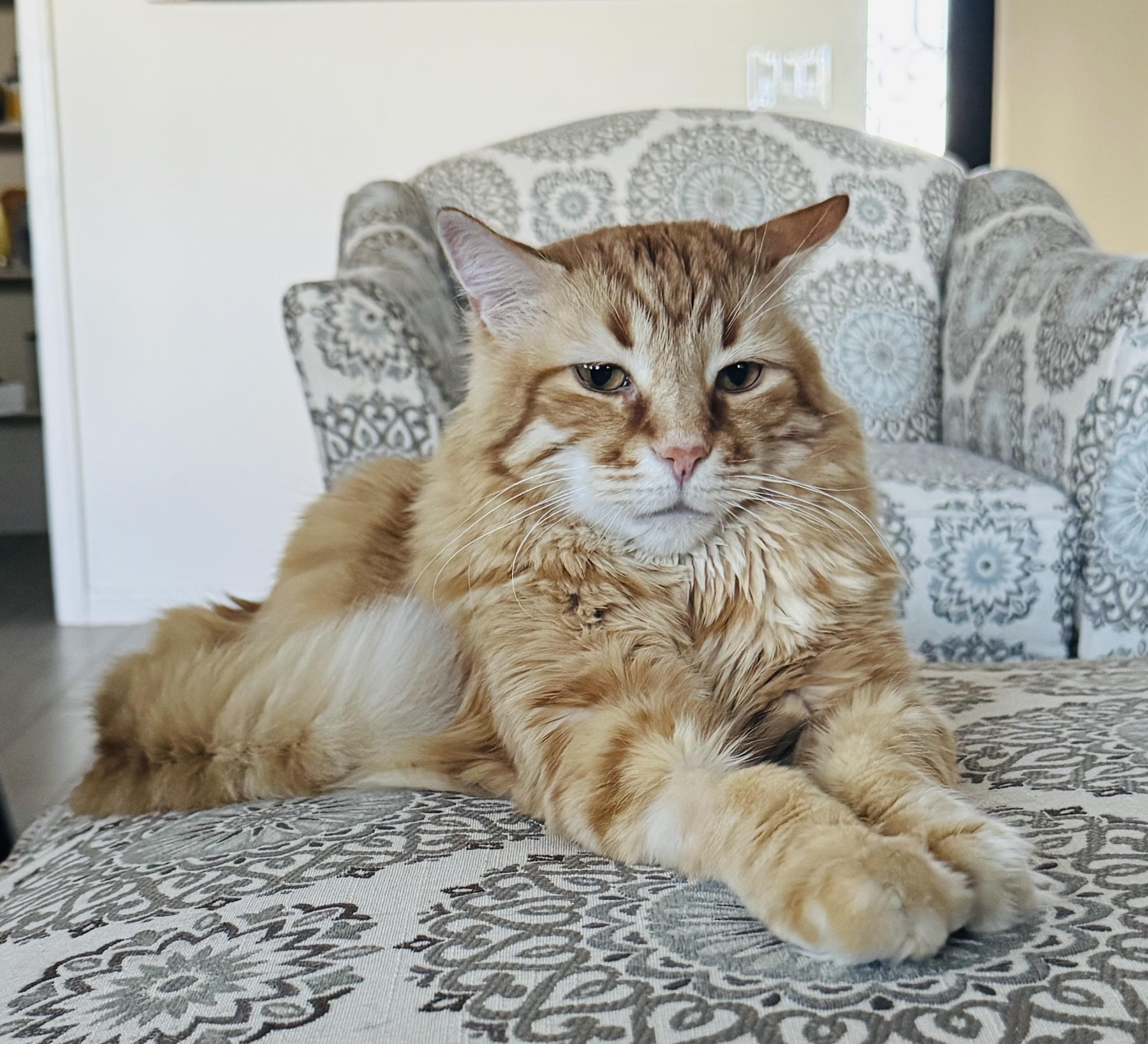 Jake, ADOPTABLE, Senior Male Maine Coon & Domestic Medium Hair.