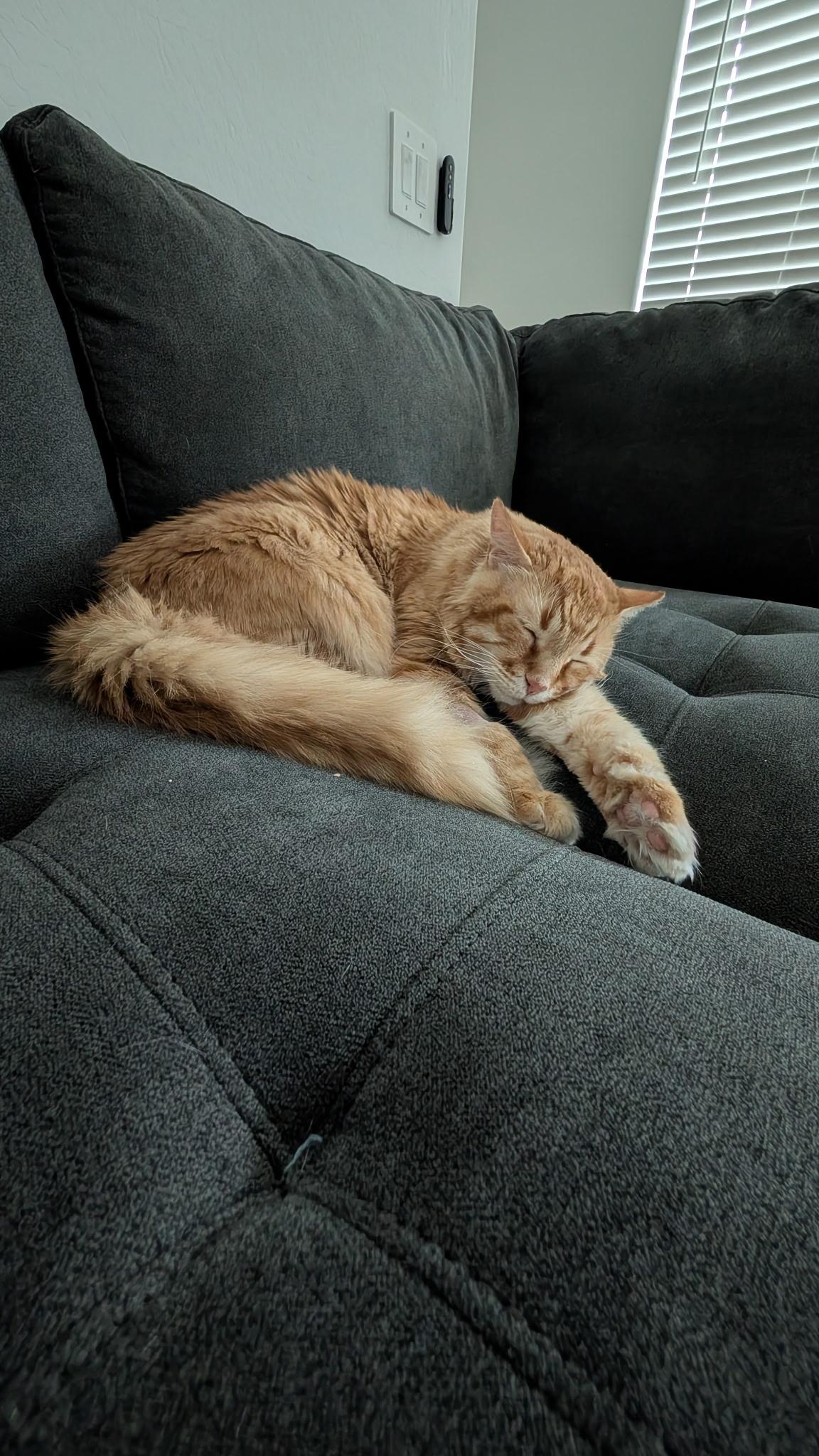 Enlarge Jake, a ADOPTABLE mixed breed in queen creek, AZ image 4/4