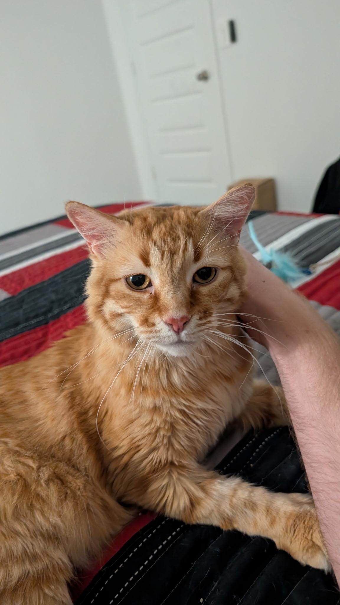 Jake, ADOPTABLE, Senior Male Maine Coon & Domestic Medium Hair.