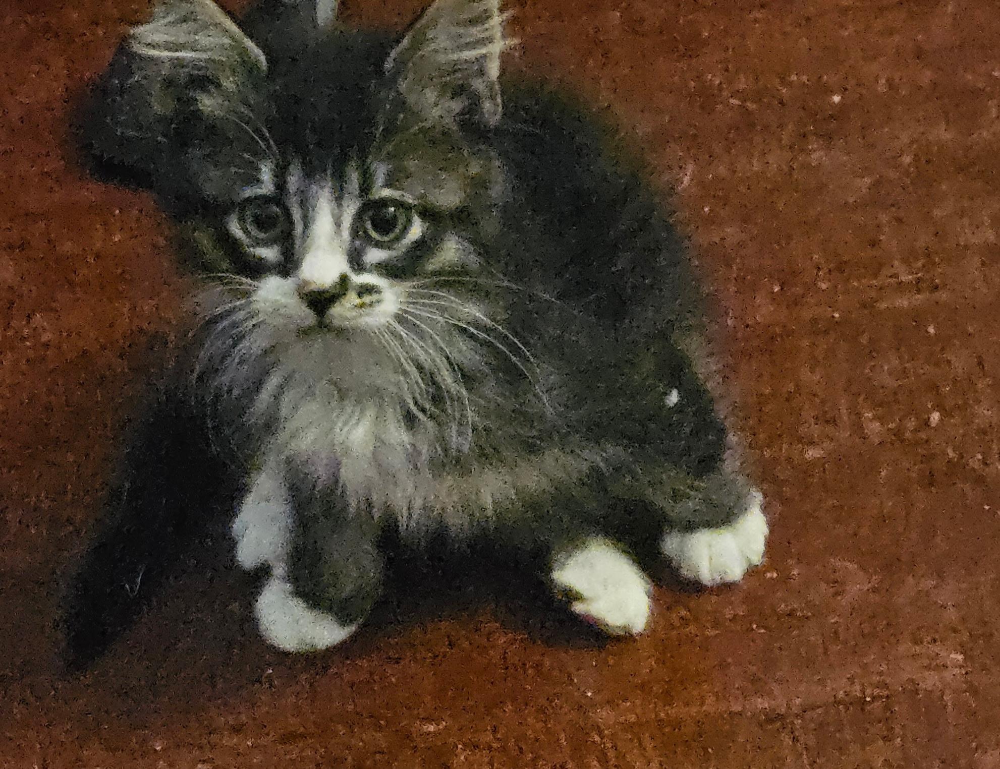 Rory, an adopted mixed breed in Albuquerque, NM image 3/5