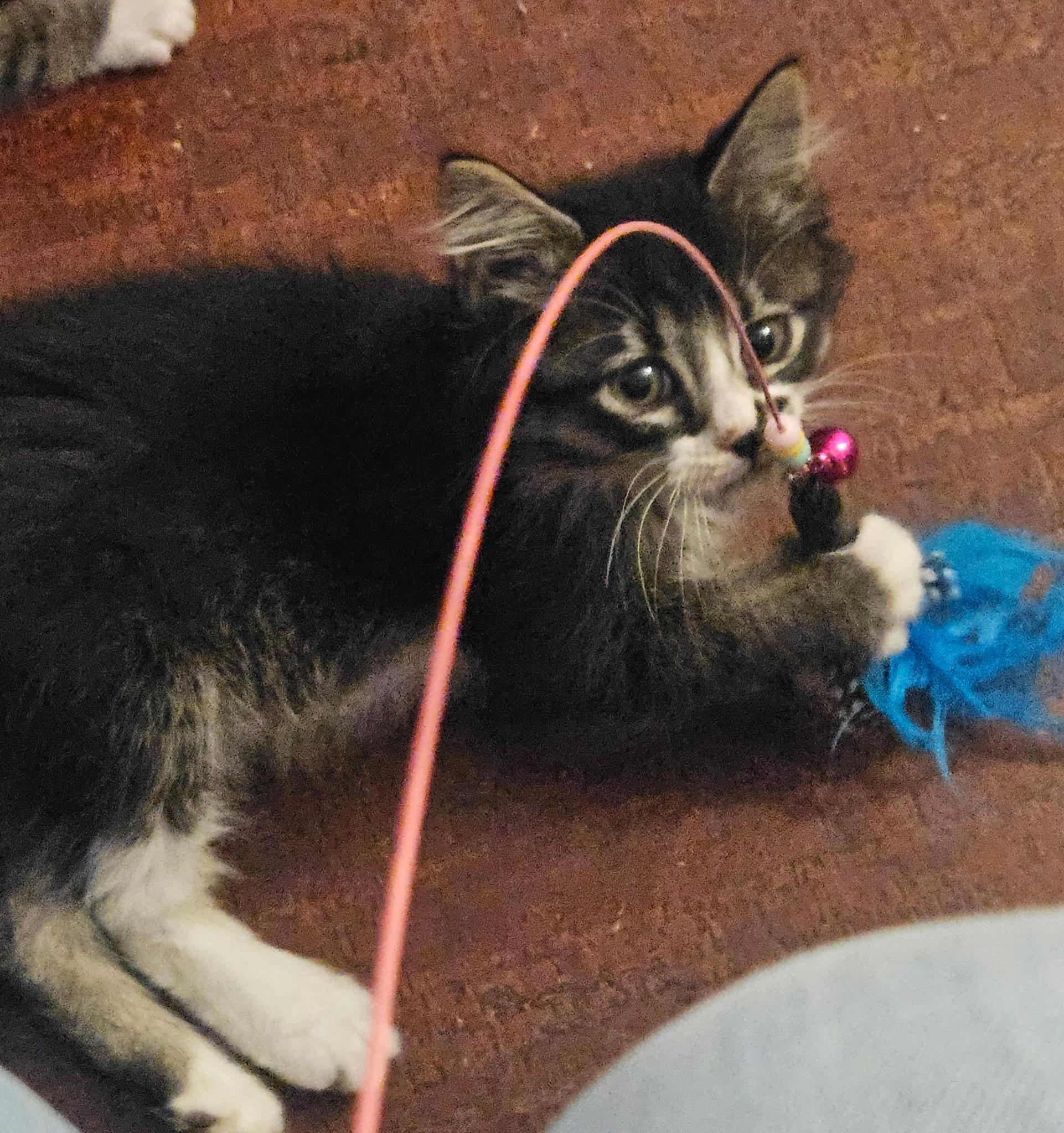 Rory, an adopted mixed breed in Albuquerque, NM image 4/5
