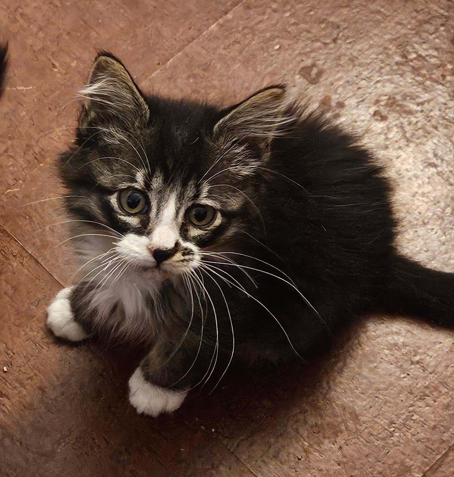 Rory, an adopted mixed breed in Albuquerque, NM image 1/5