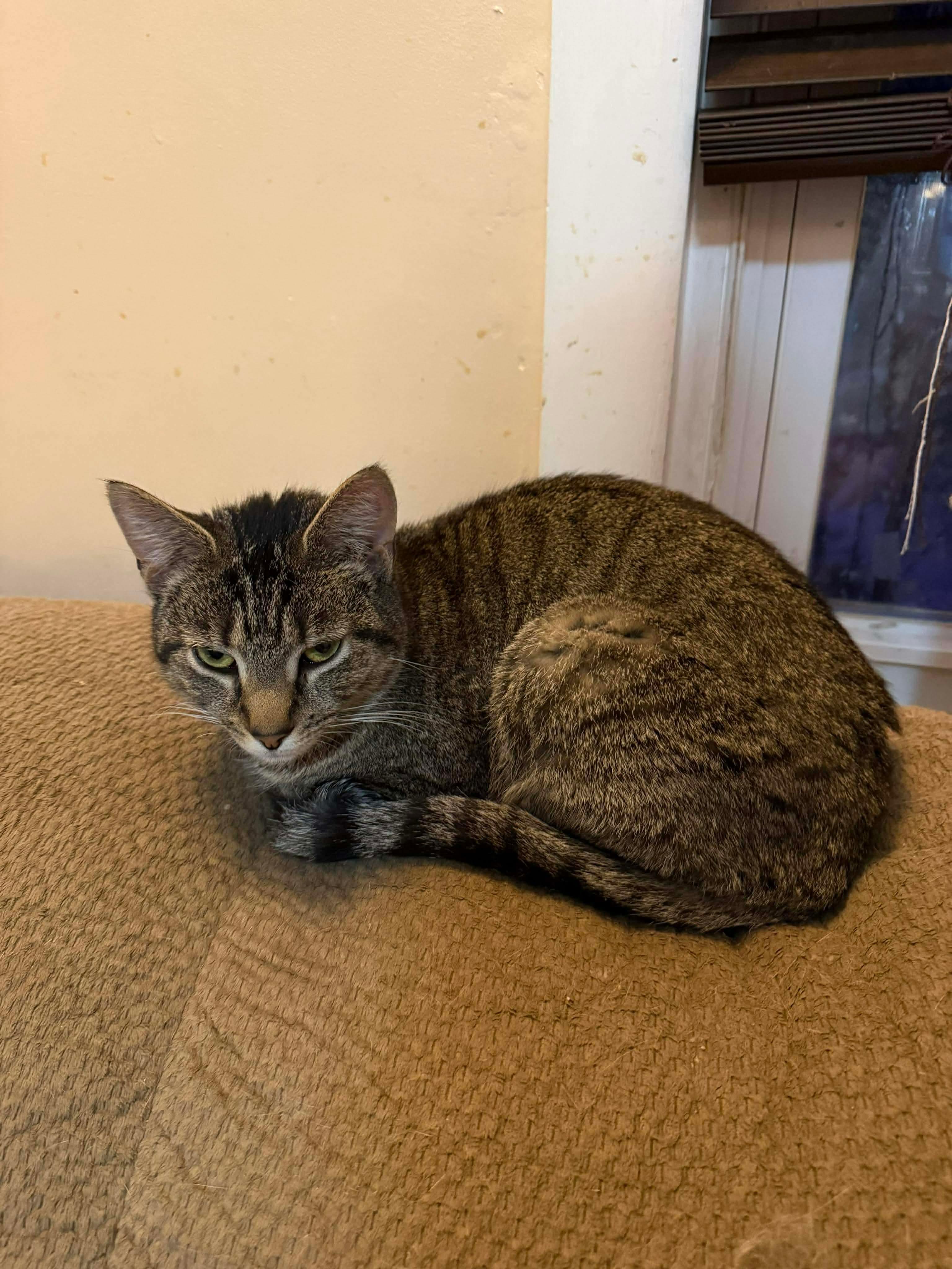 Enlarge Anchovy, a ADOPTABLE Domestic Short Hair in Bensalem, PA image 2/5