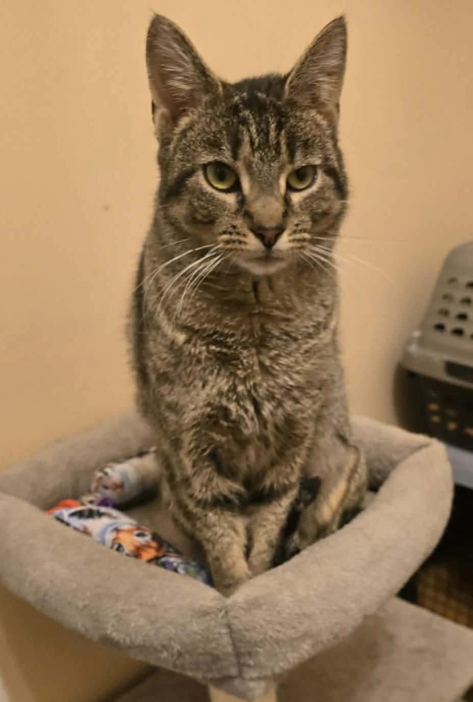 Enlarge Anchovy, a ADOPTABLE Domestic Short Hair in Bensalem, PA image 4/5