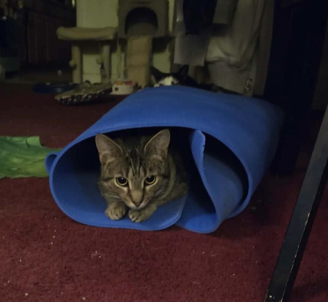 Enlarge Anchovy, a ADOPTABLE Domestic Short Hair in Bensalem, PA image 5/5