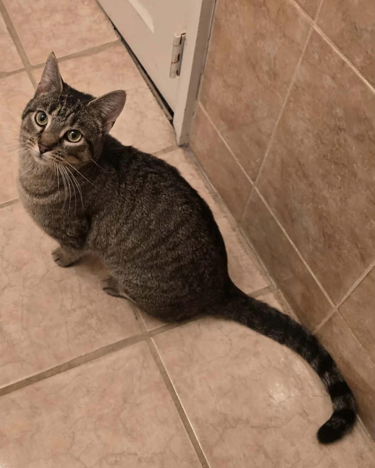 Enlarge Anchovy, a ADOPTABLE Domestic Short Hair in Bensalem, PA image 3/5