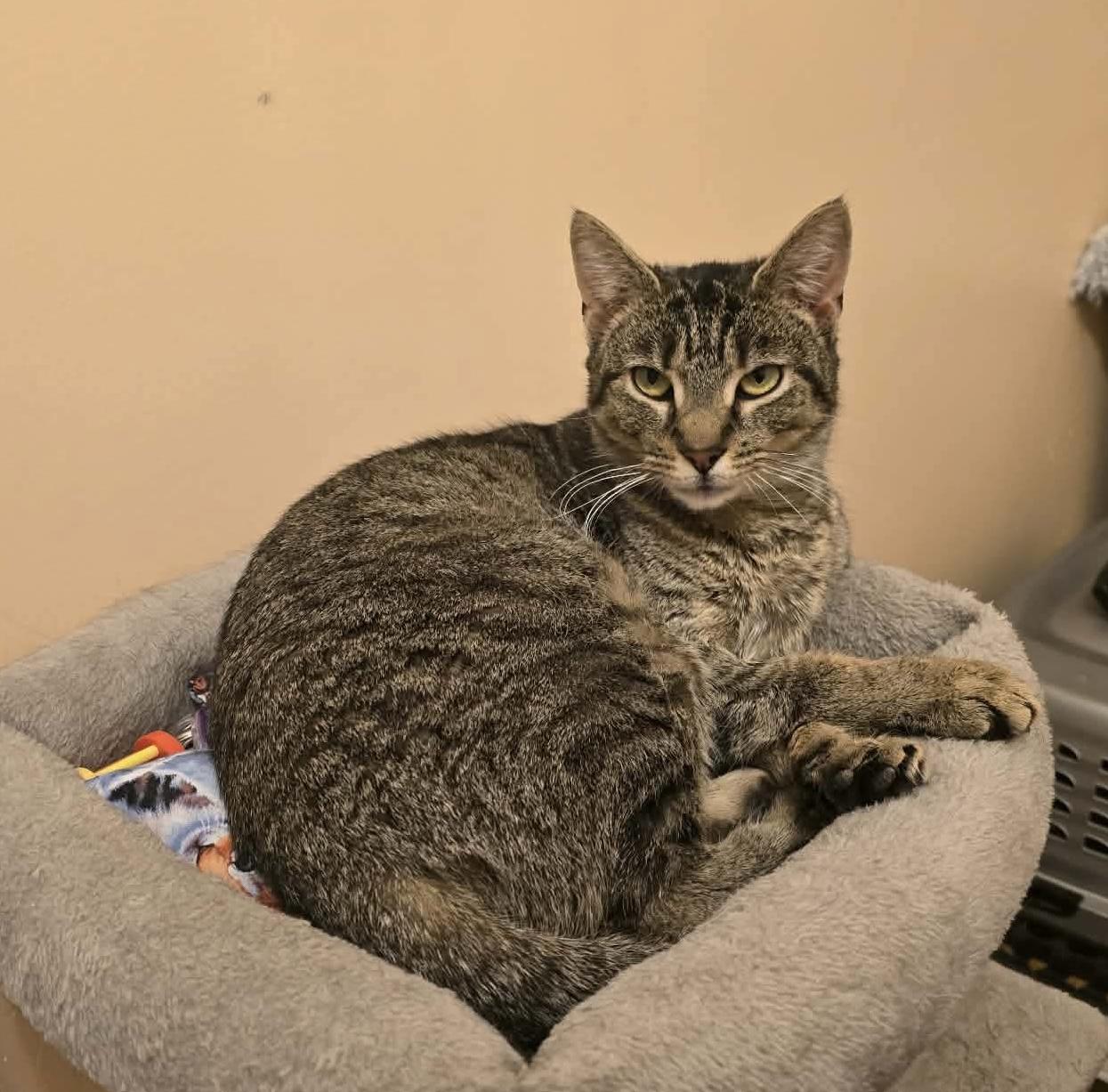 Anchovy, ADOPTABLE, Young Female Domestic Short Hair.