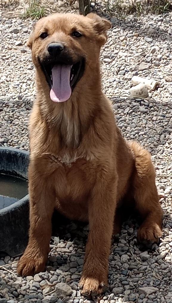 Shirley, an adopted mixed breed in San Luis, CO image 2/3